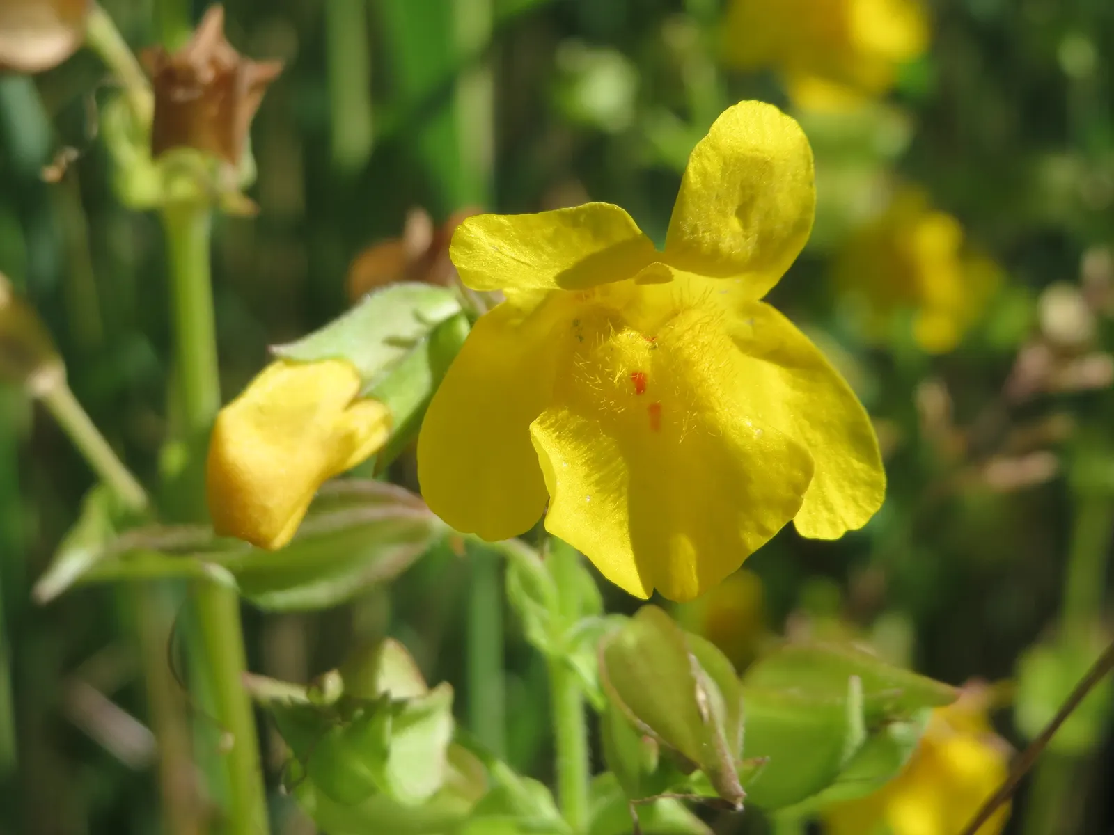 Streamside Monkey Flower (Mimulus Guttatus) — This perennial prefers partial sun and is suitable for USDA Zones 3-9; mimulus guttatus provides an excellent