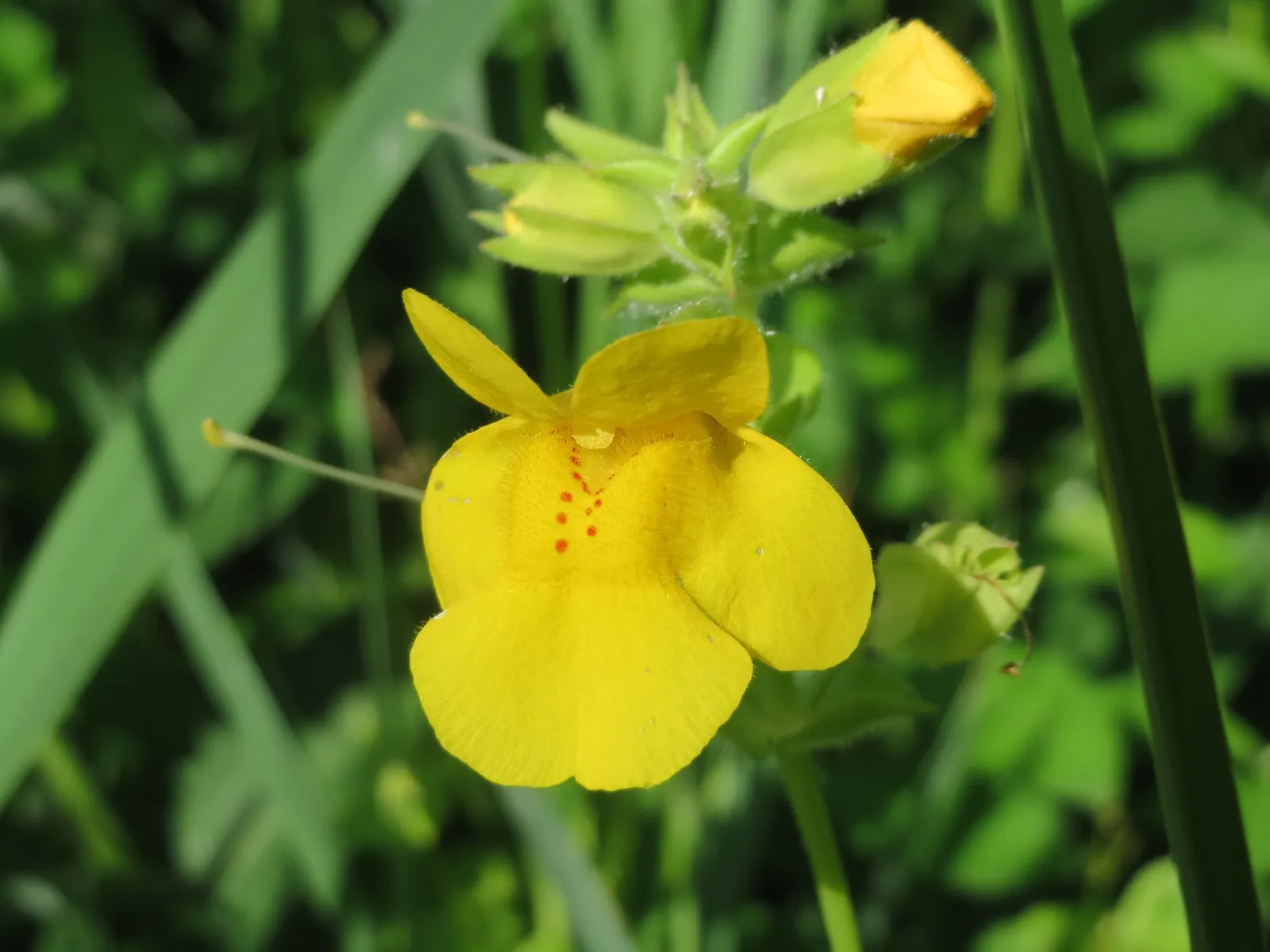 Streamside Monkey Flower (Mimulus Guttatus) — It also serves as a vivid filler between larger shrubs or as part of a rain garden composition