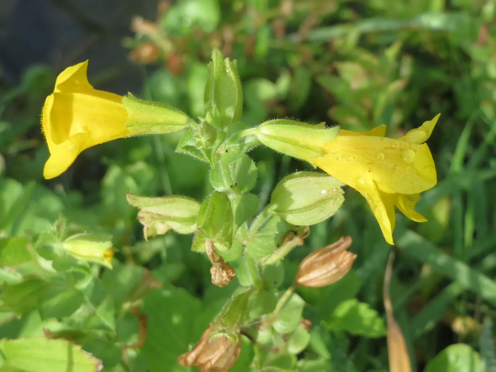 Streamside Monkey Flower (Mimulus Guttatus) — offering vibrant yellow blooms with splotched throats from late spring to fall; also known by its scientific name