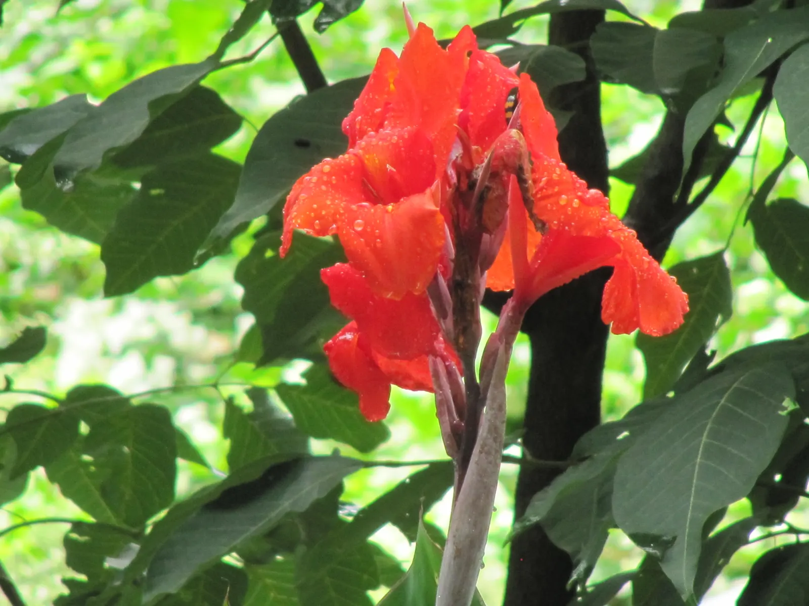 Red Canna Lily (Canna 'Red') — With broad, tropical green leaves, it adds a lush, exotic touch