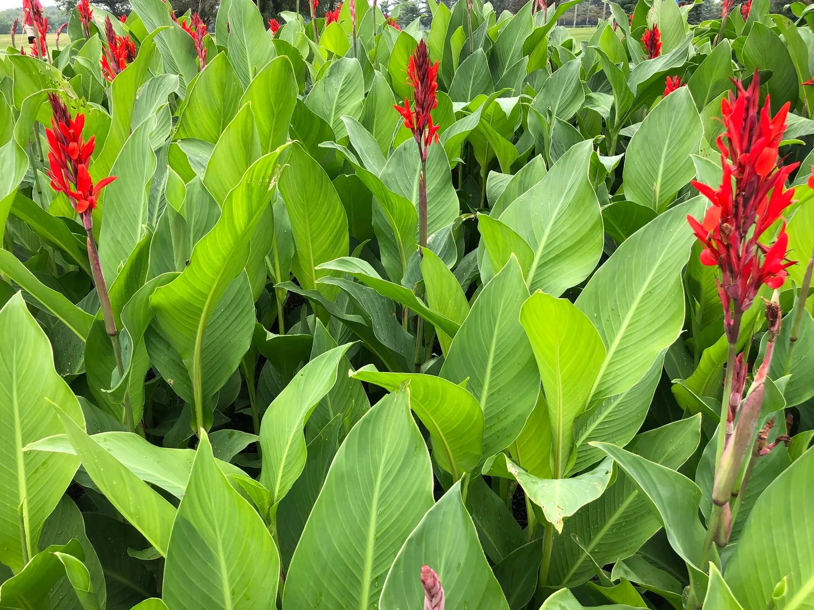Red Canna Lily (Canna 'Red') — It's resistant to deer, making it an excellent choice for varied garden settings; or even positioned in containers