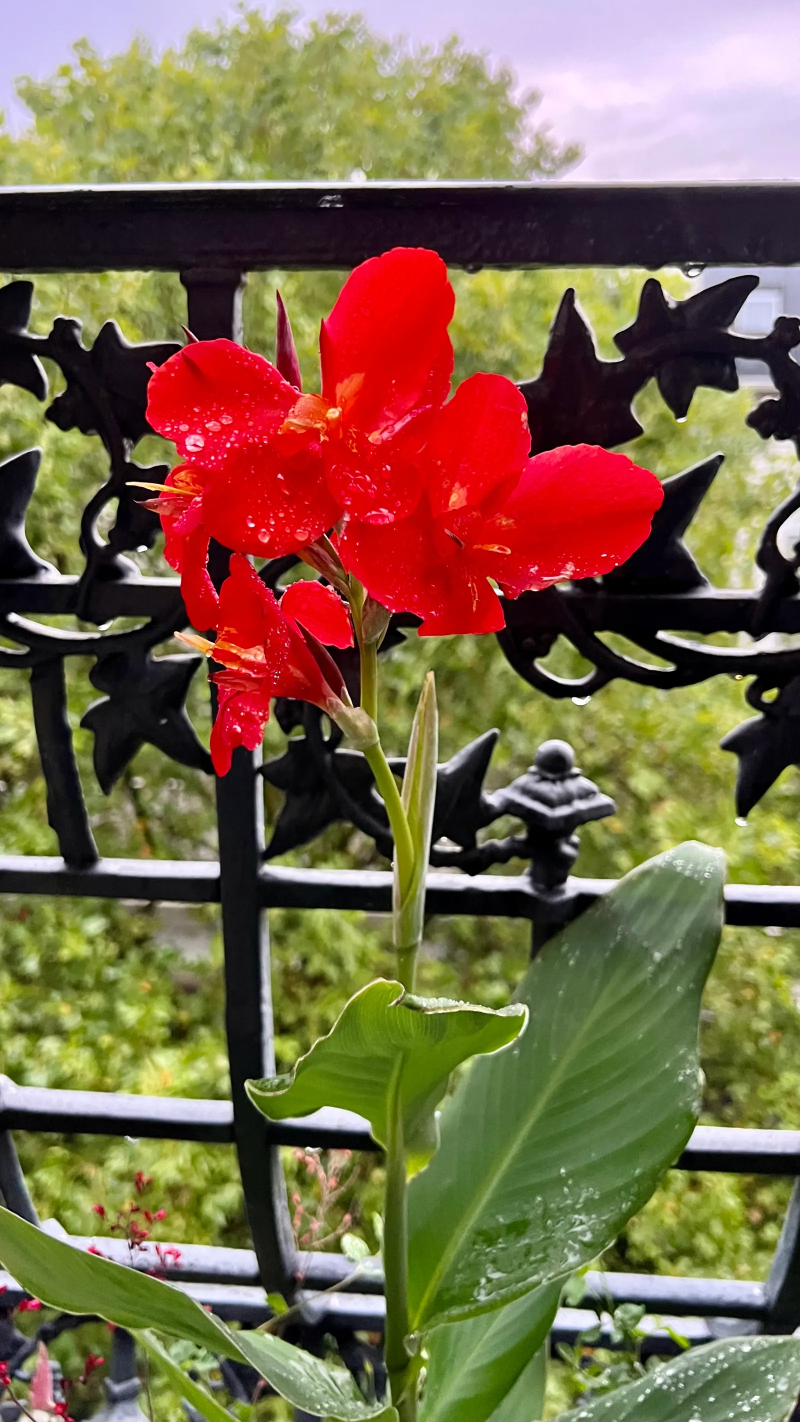 Red Canna Lily (Canna 'Red') — red flowers in the garden