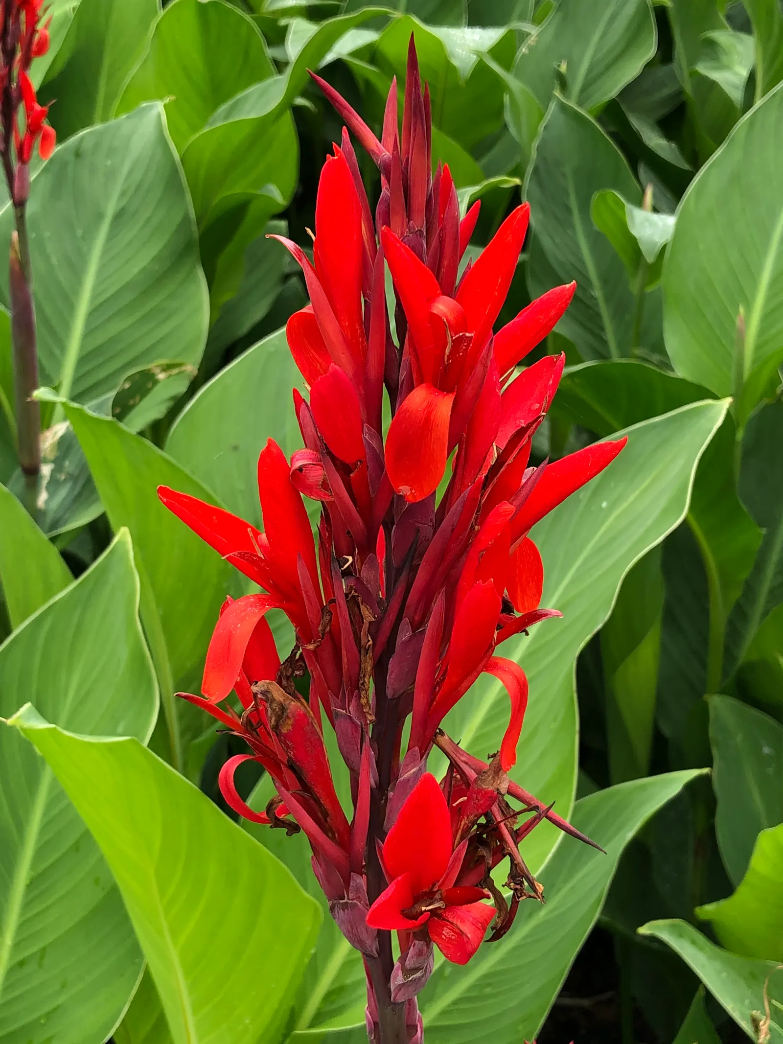 Red Canna Lily (Canna 'Red') — The showy blooms, measuring up to 4 to 6 inches across, can be deadheaded to promote further flowering; blooms from summer until