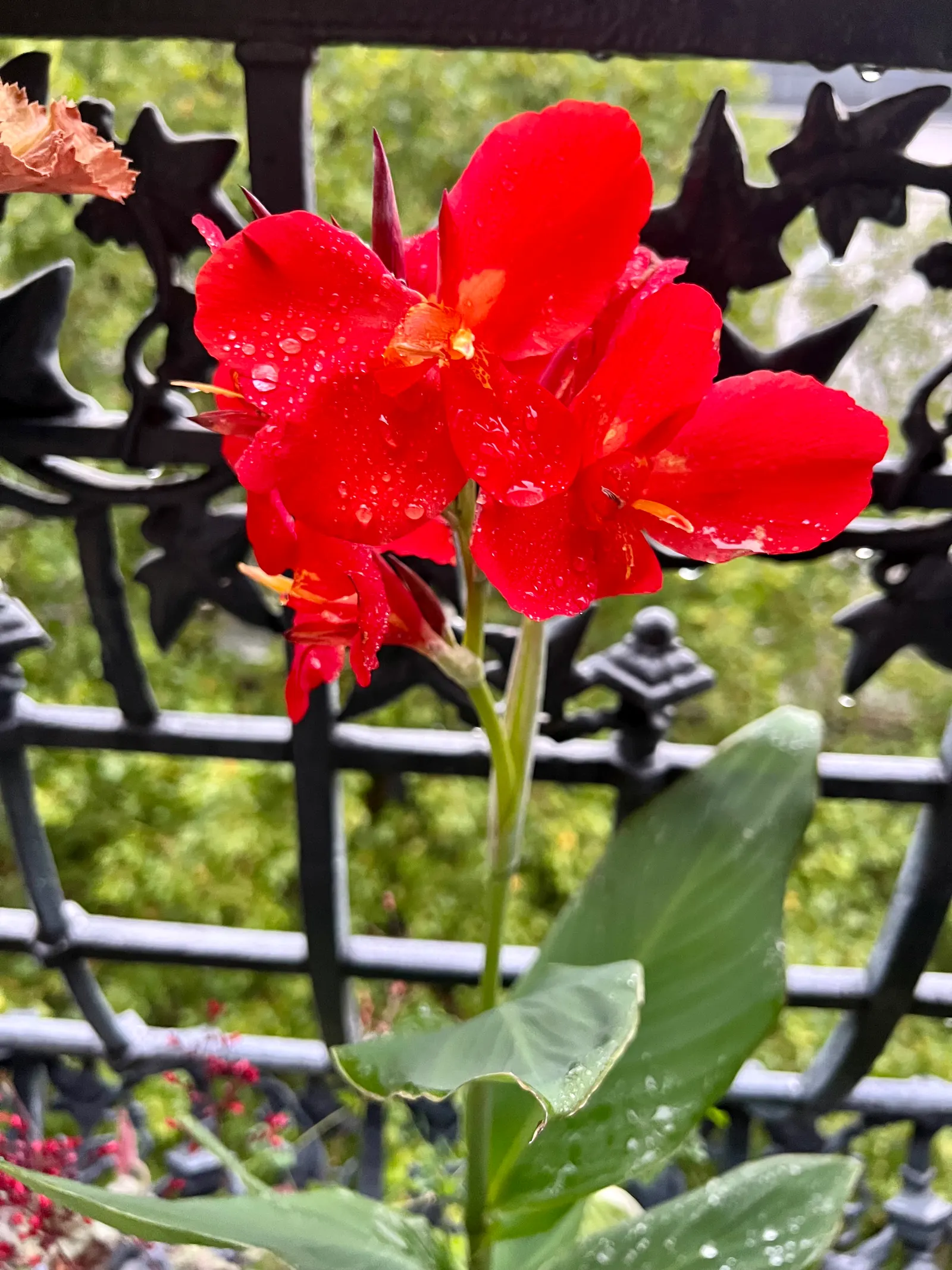 Red Canna Lily (Canna 'Red') — requiring a minimum of 4 to 6 hours of sunlight per day; in areas with colder climates, image 89