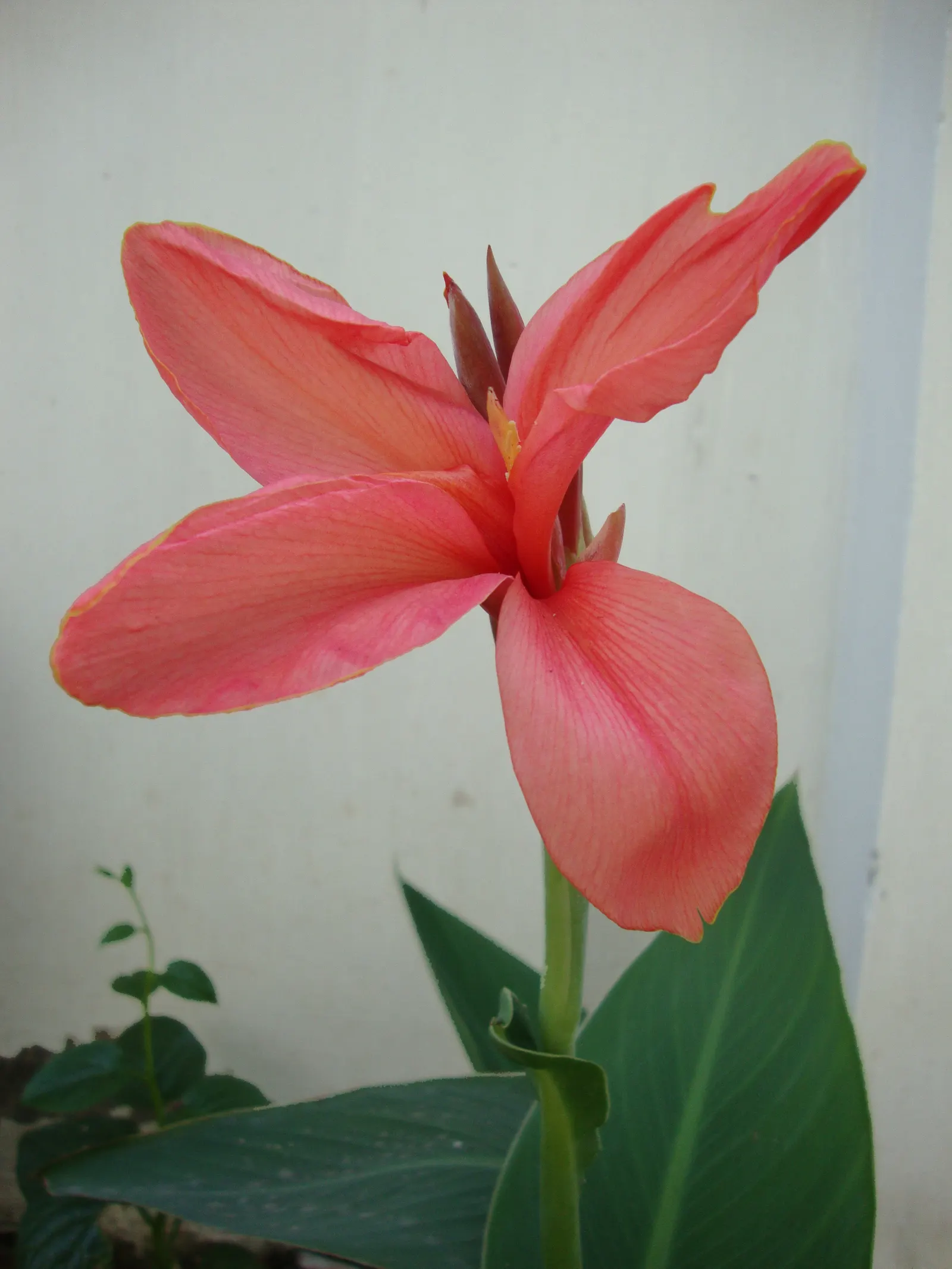 Red Canna Lily (Canna 'Red') — Clients will appreciate that while it's low maintenance; red flowers in the garden, image 93