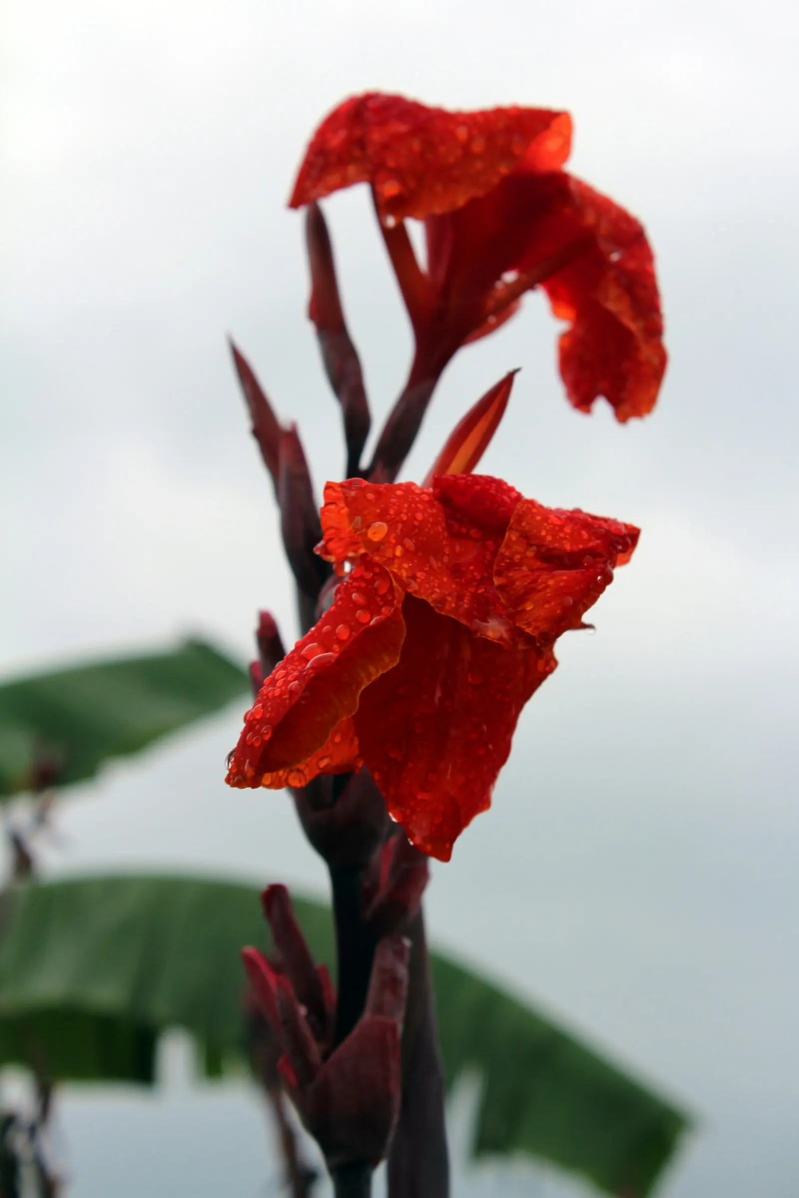 Red Canna Lily (Canna 'Red') — routine watering and occasional fertilizer applications will keep this exotic beauty looking its best; plant in, image 94
