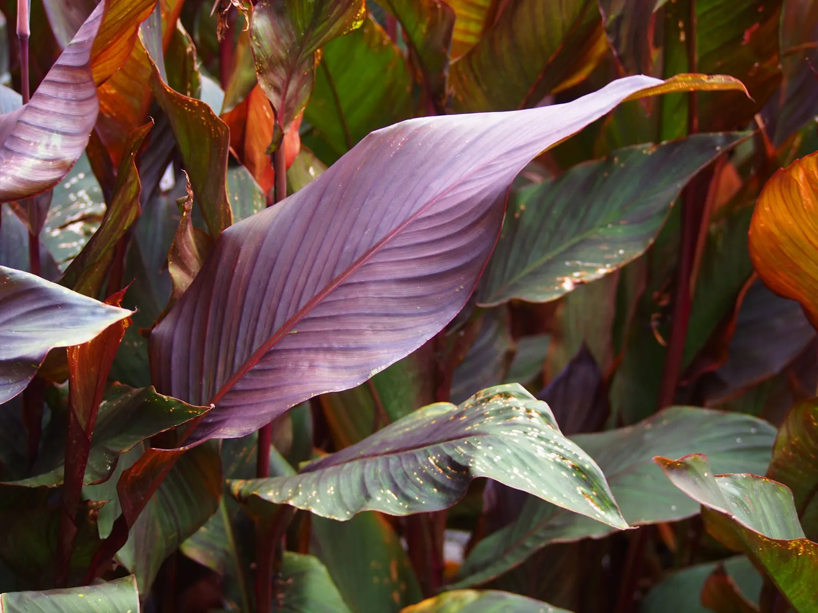 Red Canna Lily (Canna 'Red') — ensuring a spectacular return the following year; the Red Canna Lily (Canna 'Red') commands attention with its bold, image 97