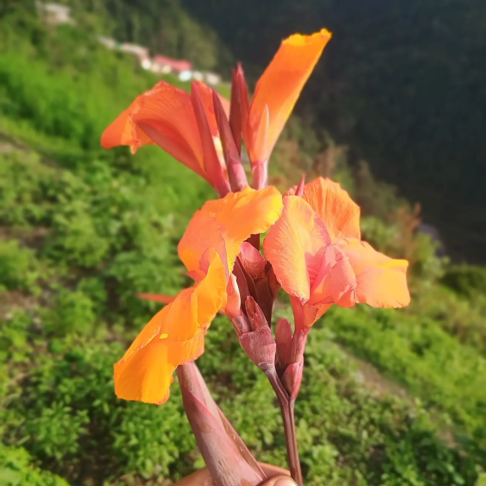 Red Canna Lily (Canna 'Red') — is a vibrant and lush perennial that adds a touch of the tropics to any landscape design