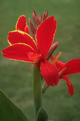 Red Canna Lily (Canna 'Red') — The Red Canna Lily (Canna 'Red') commands attention with its bold; with broad, tropical green leaves, it adds a, image 101