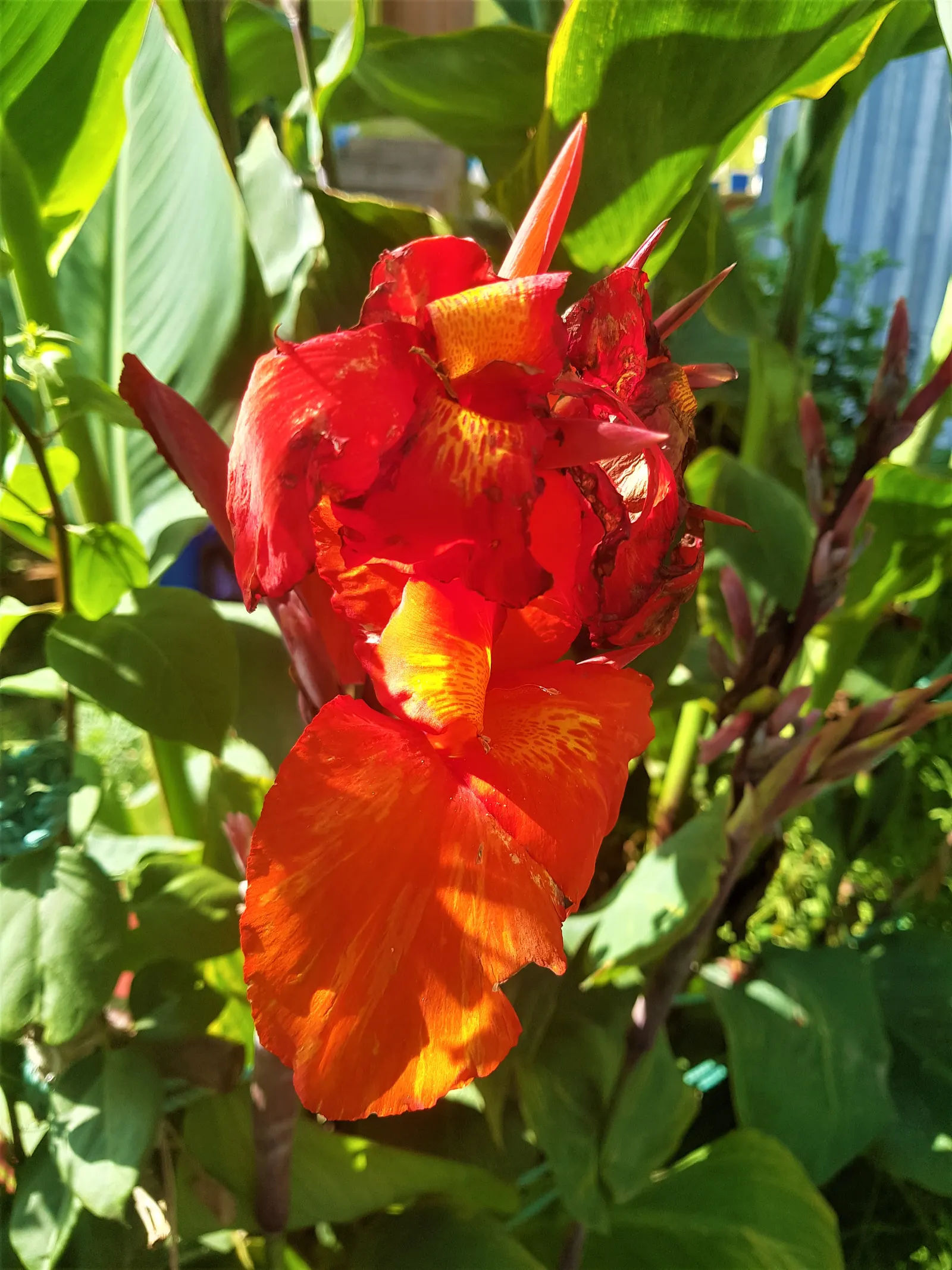 Red Canna Lily (Canna 'Red') — the rhizomes can be lifted and stored to protect them from freezing temperatures