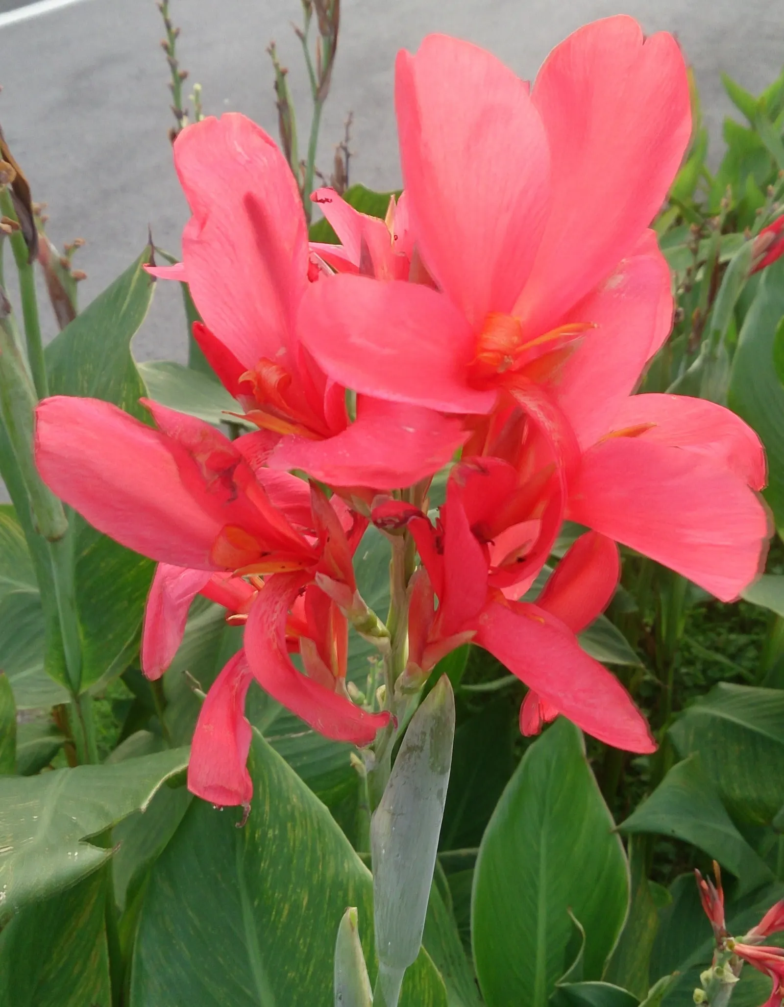 Red Canna Lily (Canna 'Red') — The plant thrives in full to partial sun