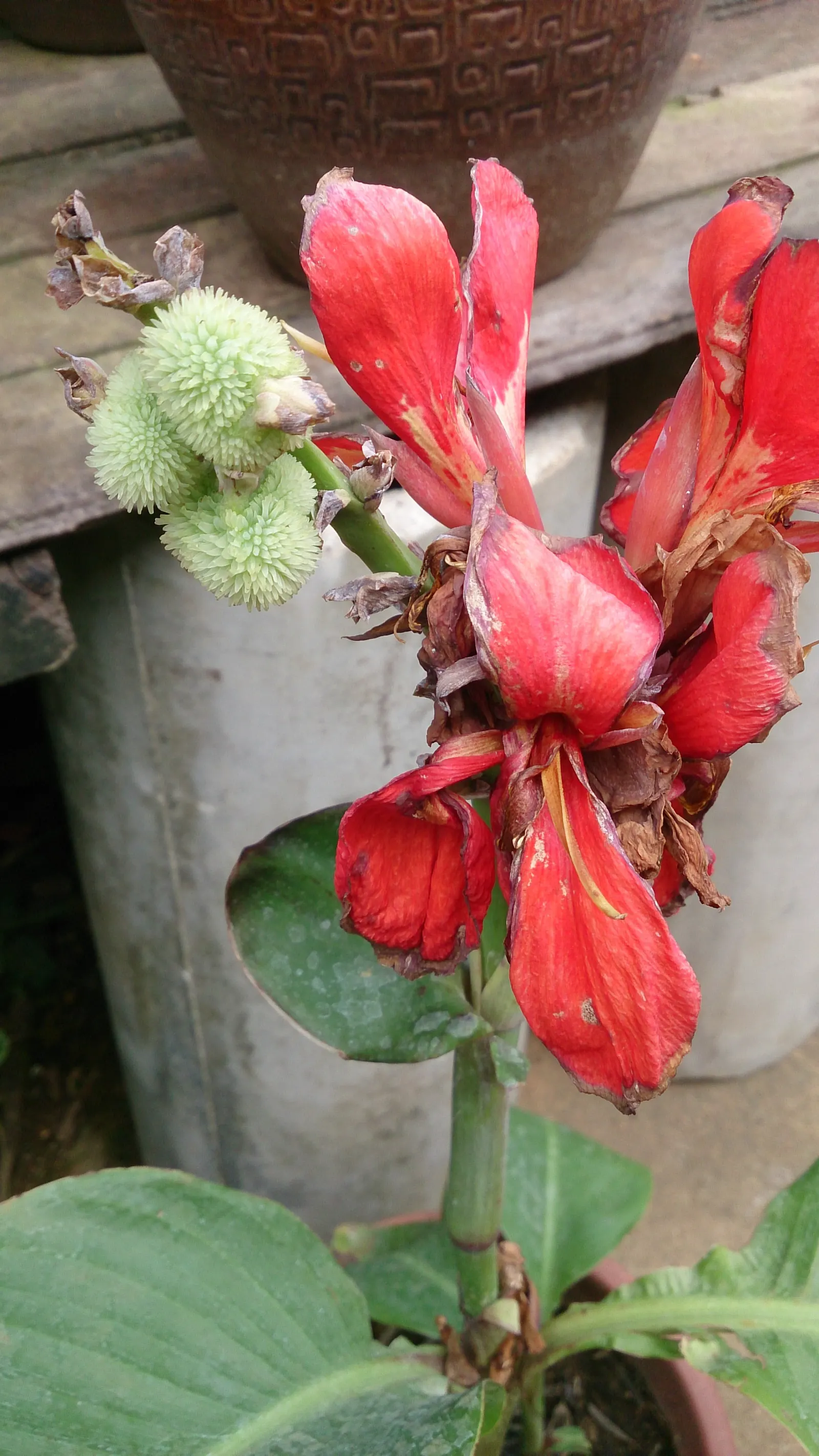 Red Canna Lily (Canna 'Red') — which make a dramatic statement from midsummer until the first frost