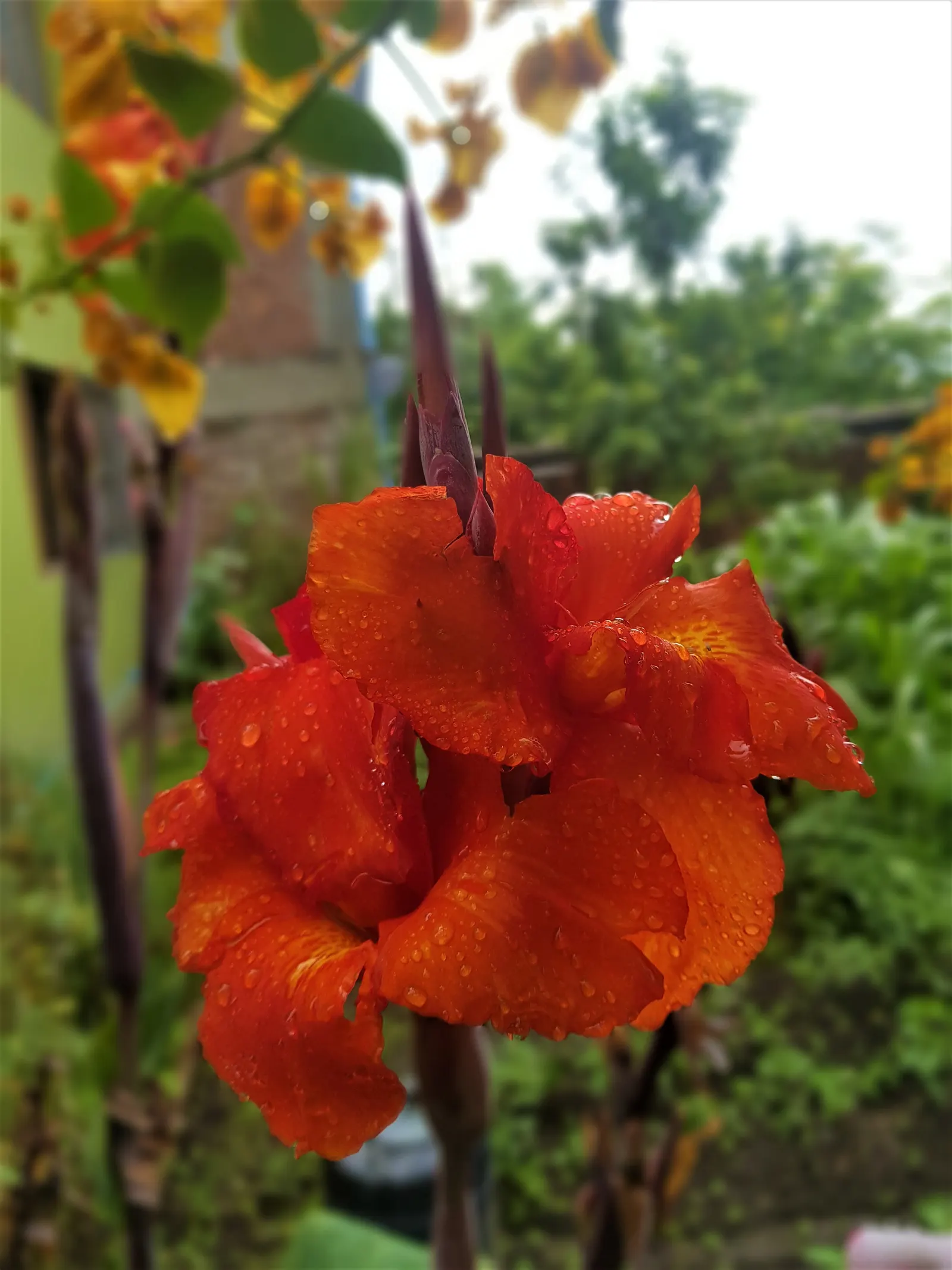 Red Canna Lily (Canna 'Red') — routine watering and occasional fertilizer applications will keep this exotic beauty looking its best