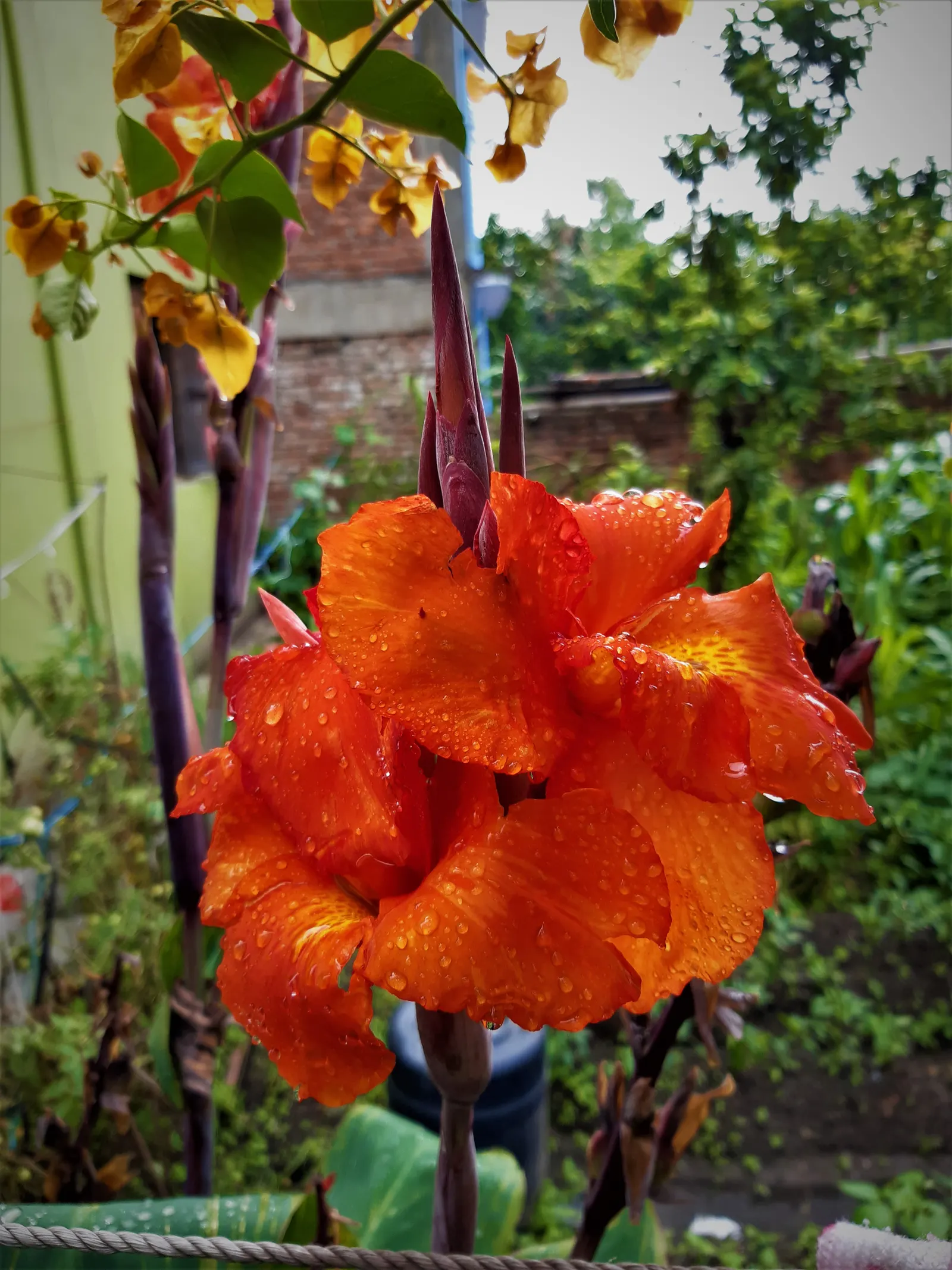 Red Canna Lily (Canna 'Red') — ensuring a spectacular return the following year
