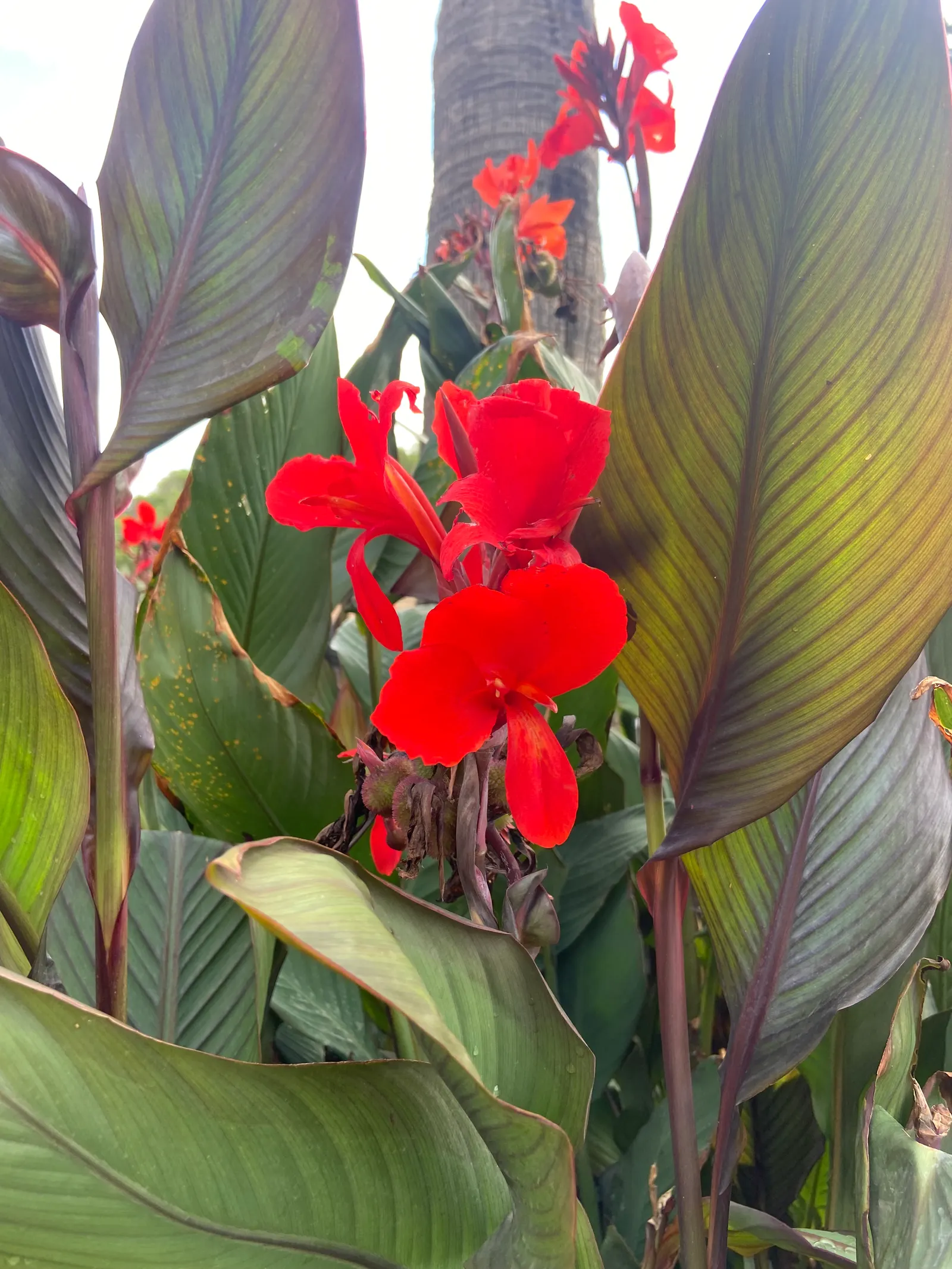 Red Canna Lily (Canna 'Red') — It's resistant to deer, making it an excellent choice for varied garden settings