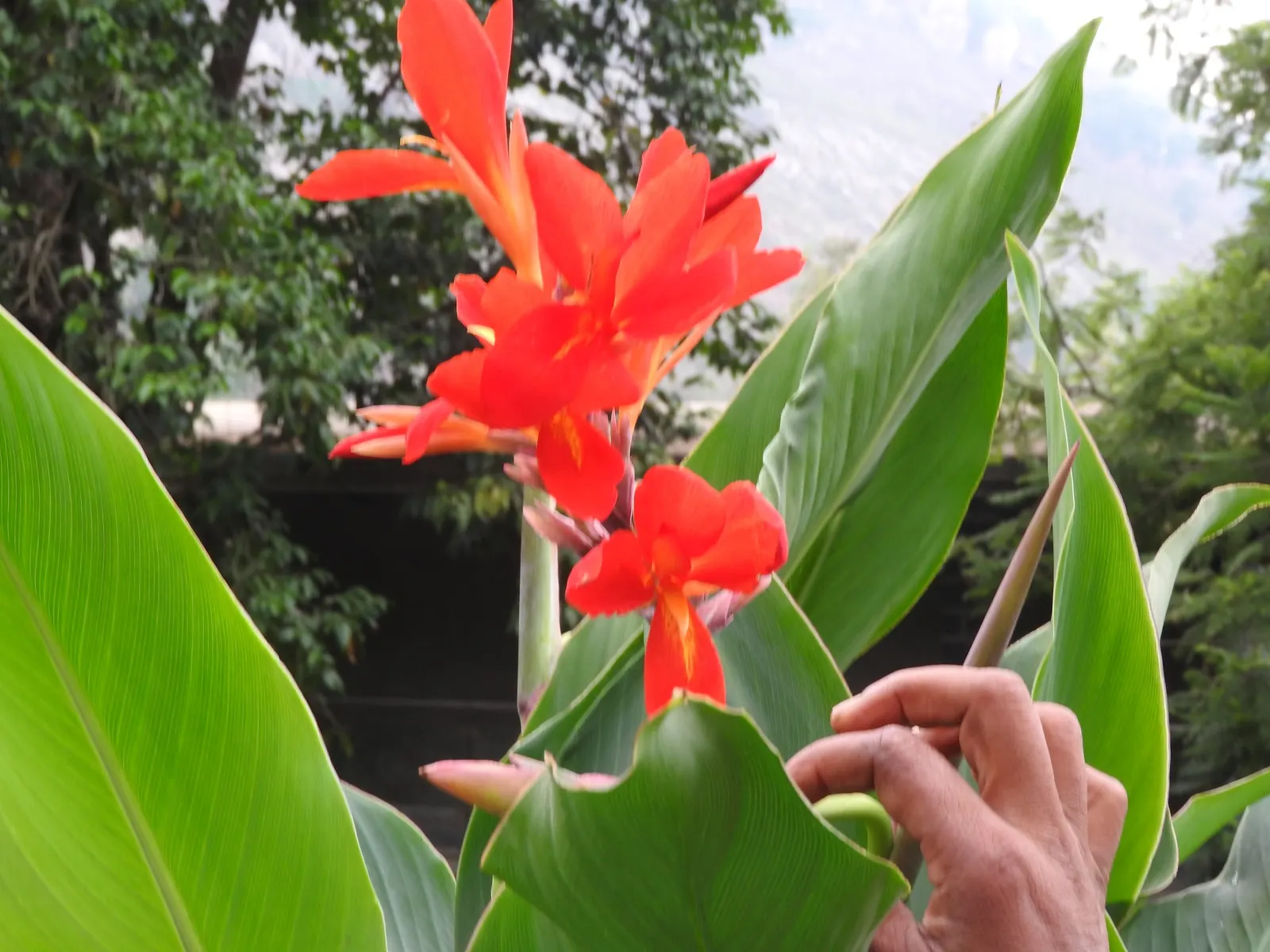 Red Canna Lily (Canna 'Red') — Standing tall at about 3 to 4 feet in height