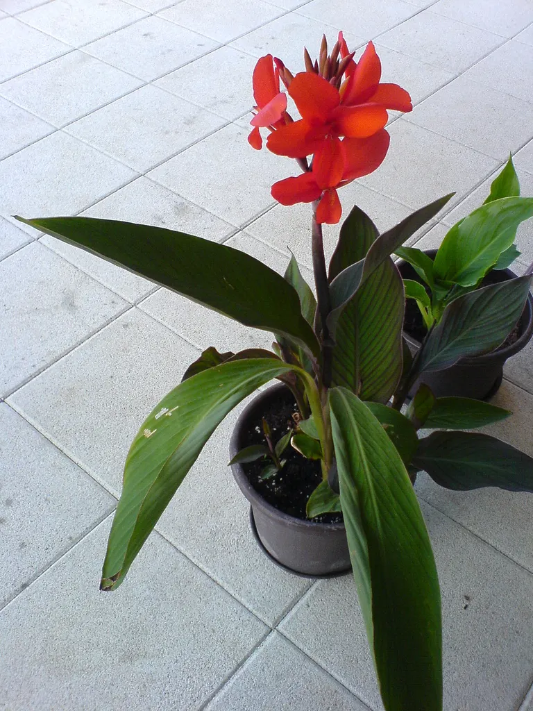 Red Canna Lily (Canna 'Red') — this stunning plant boasts broad; it's resistant to deer, making it an excellent choice for varied garden settings