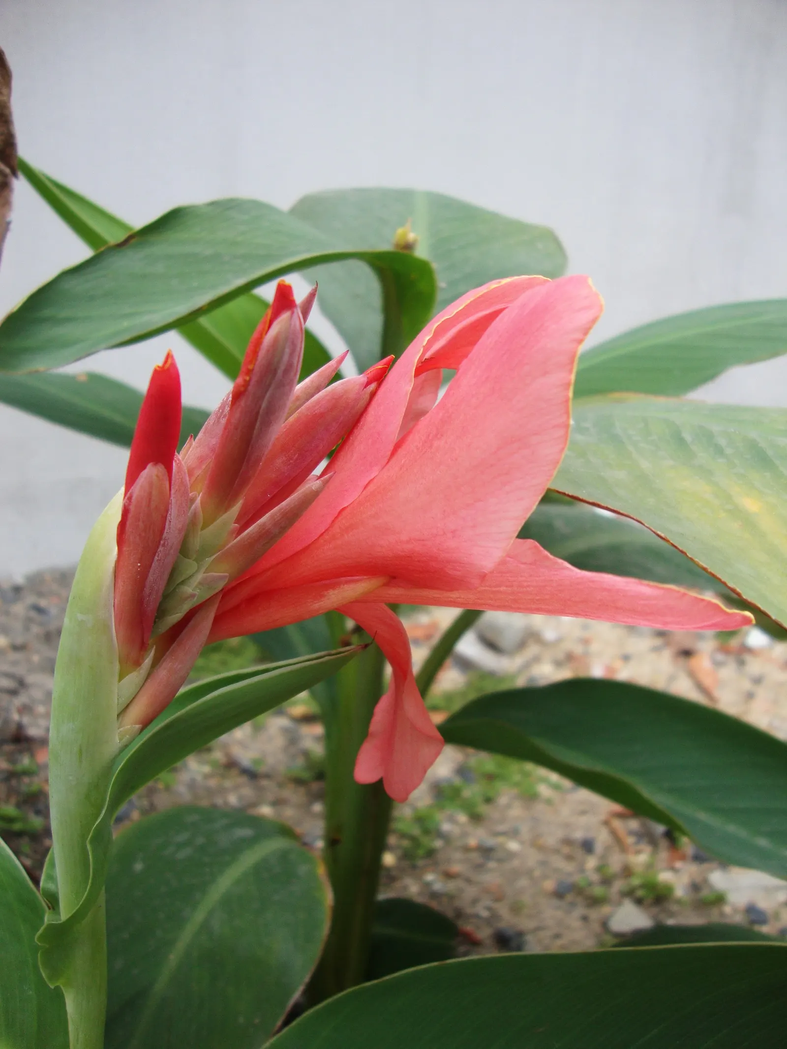 Red Canna Lily (Canna 'Red') — in areas with colder climates; the showy blooms, measuring up to 4 to 6 inches across, can be deadheaded to promote, image 95