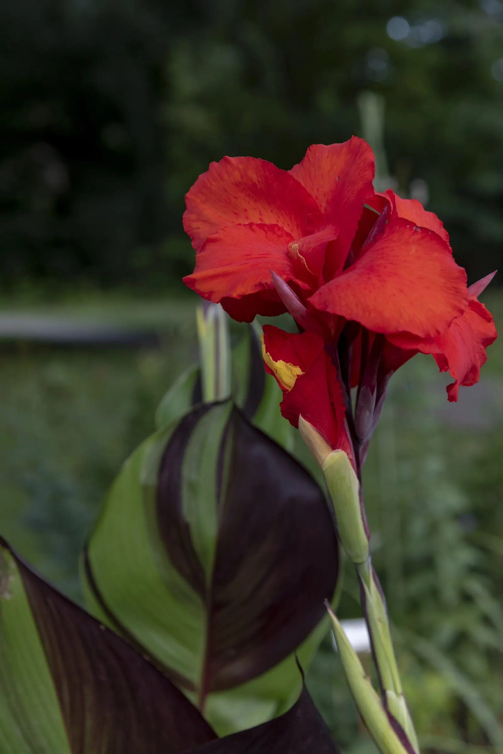 Red Canna Lily (Canna 'Red') — or even positioned in containers; with a spread of approximately 1.5 to 2 feet, image 91