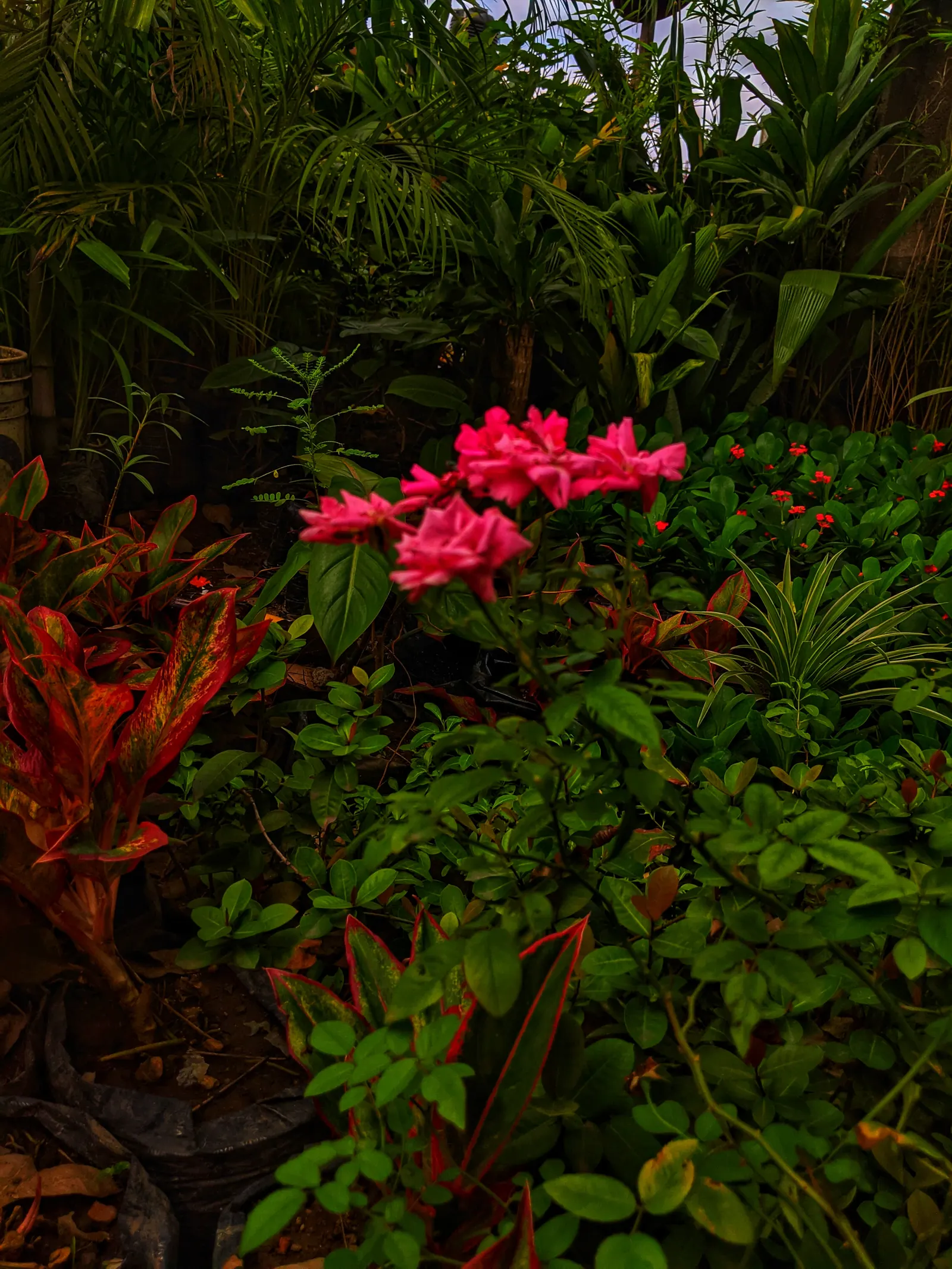 Red Canna Lily (Canna 'Red') — with a spread of approximately 1.5 to 2 feet