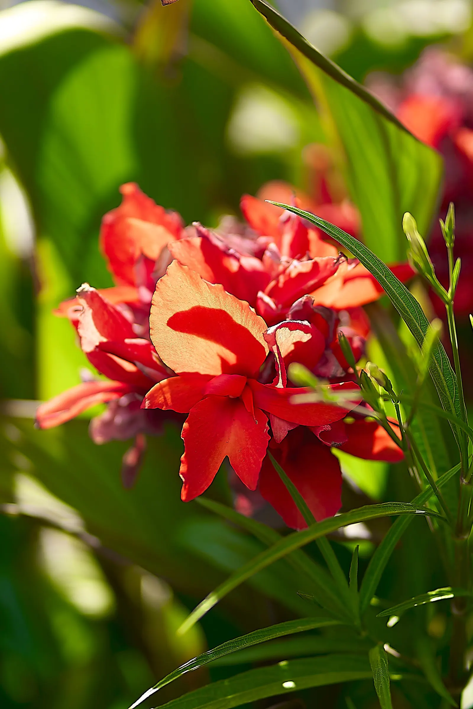 Red Canna Lily (Canna 'Red') — Blooms from summer until frost, providing long-lasting vibrancy to any landscape; requiring a minimum of 4 to 6 hours of