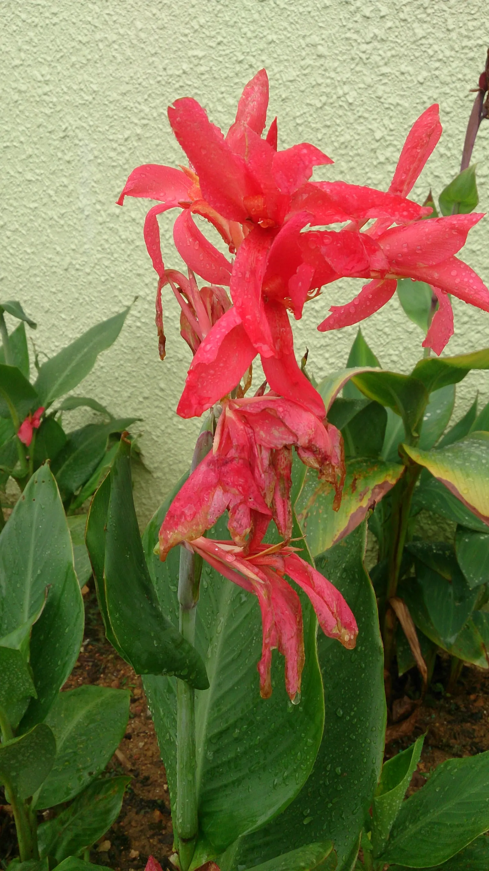 Red Canna Lily (Canna 'Red') — moist soil with good drainage.<br><br>For the landscape designer