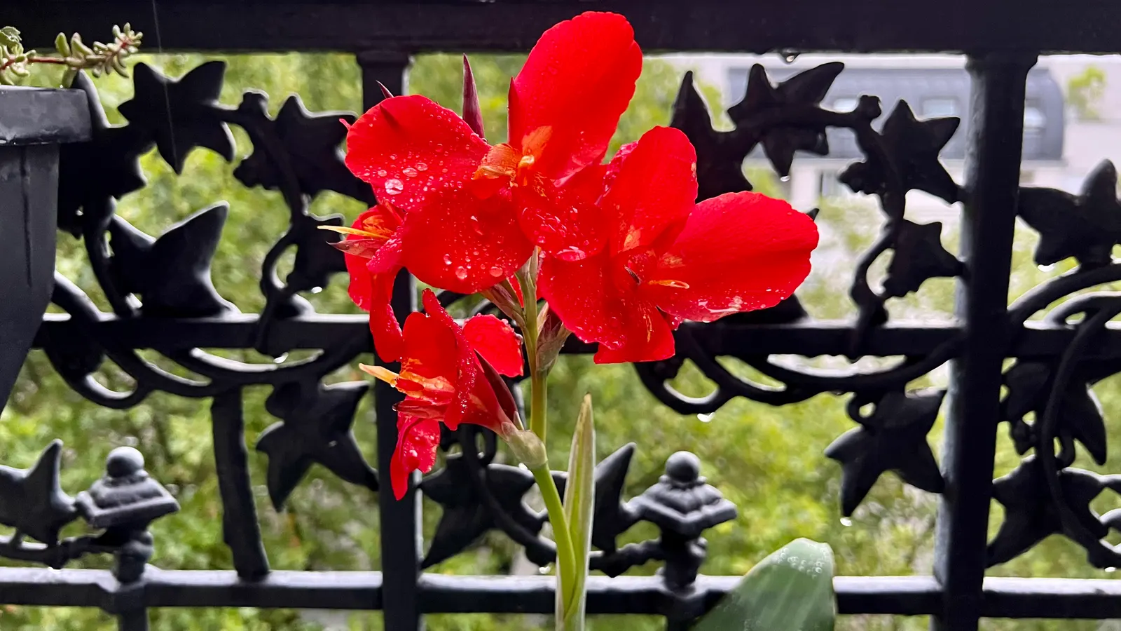 Red Canna Lily (Canna 'Red') — or even positioned in containers