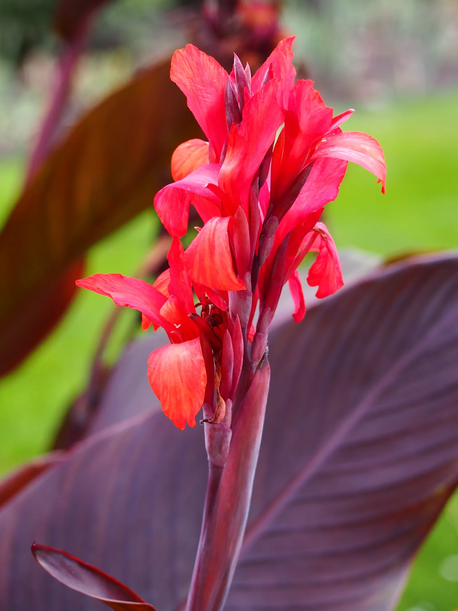 Red Canna Lily (Canna 'Red') — red flowers in the garden; standing tall at about 3 to 4 feet in height, image 98