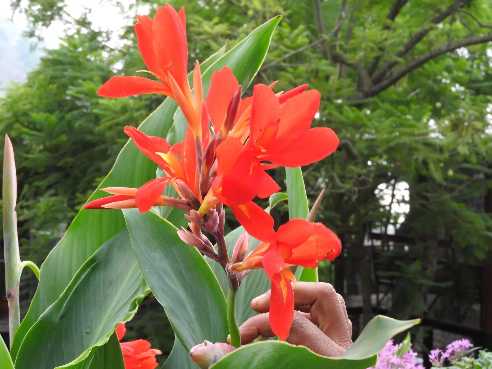 Red Canna Lily (Canna 'Red') — Plant in clusters for a dramatic display