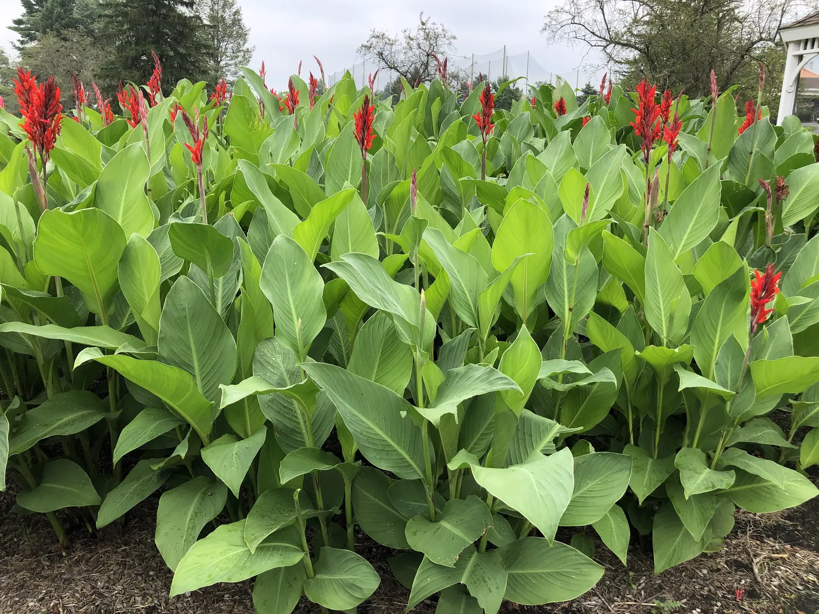 Red Canna Lily (Canna 'Red') — requiring a minimum of 4 to 6 hours of sunlight per day; in areas with colder climates
