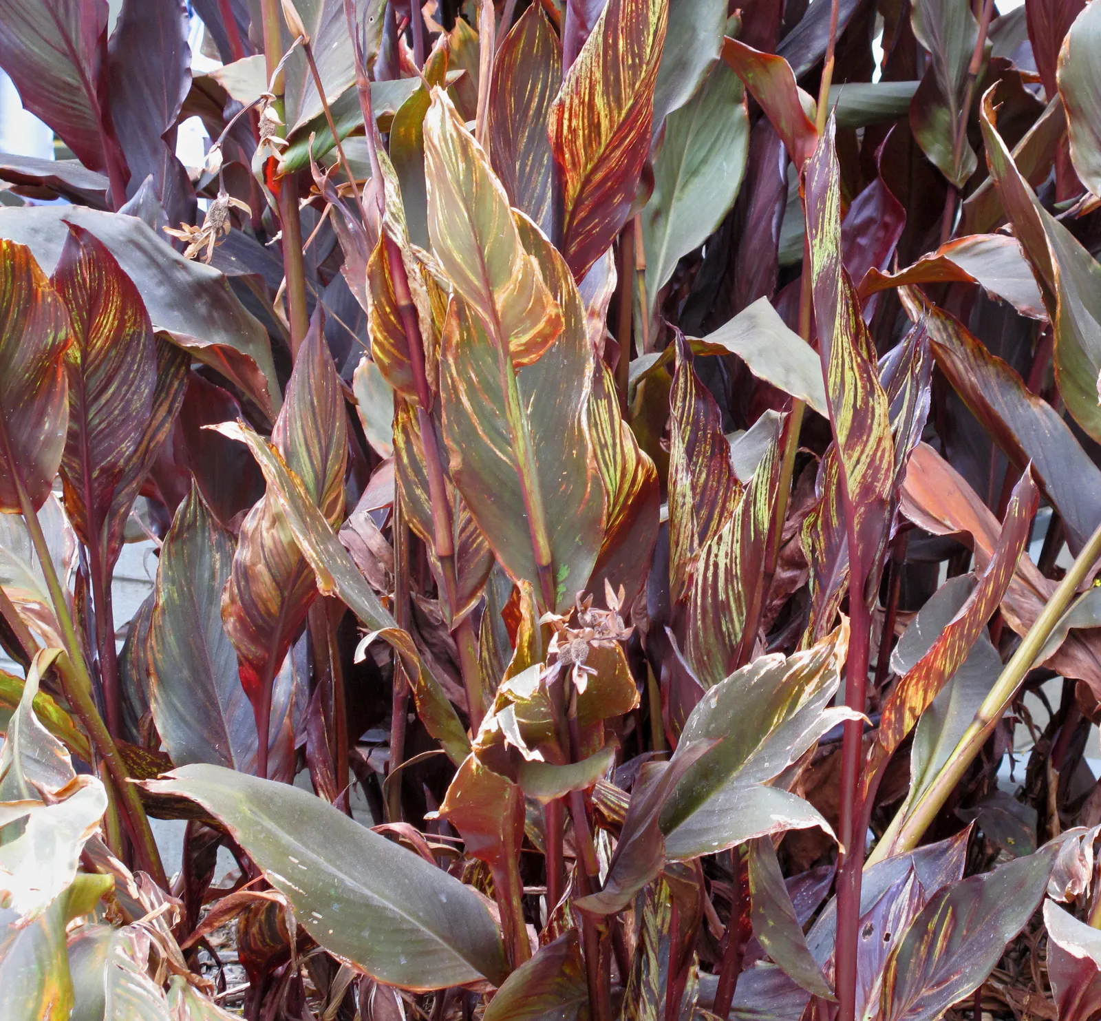 Red Canna Lily (Canna 'Red') — requiring a minimum of 4 to 6 hours of sunlight per day