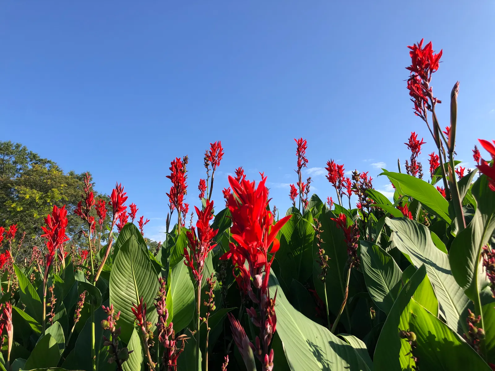Red Canna Lily (Canna 'Red') — moist soil with good drainage.<br><br>For the landscape designer; fiery red blossoms atop robust stalks reaching 3-4 feet in