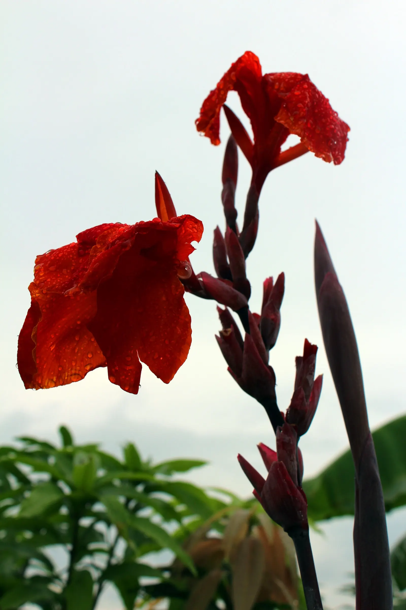 Red Canna Lily (Canna 'Red') — It's resistant to deer, making it an excellent choice for varied garden settings; or even positioned in containers, image 92