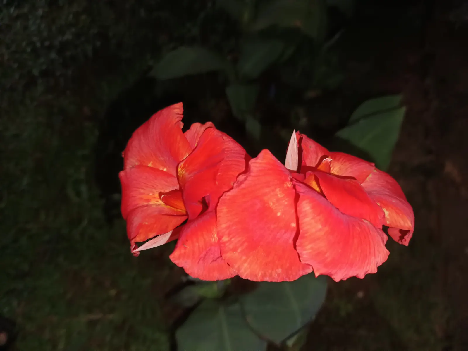 Red Canna Lily (Canna 'Red') — perennial for full or half; ensuring a spectacular return the following year, image 100