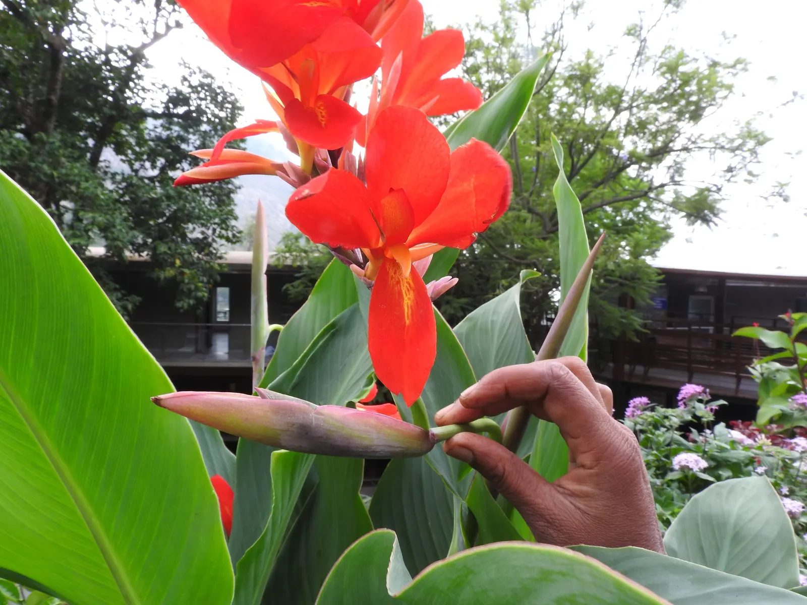 Red Canna Lily (Canna 'Red') — Blooms from summer until frost, providing long-lasting vibrancy to any landscape