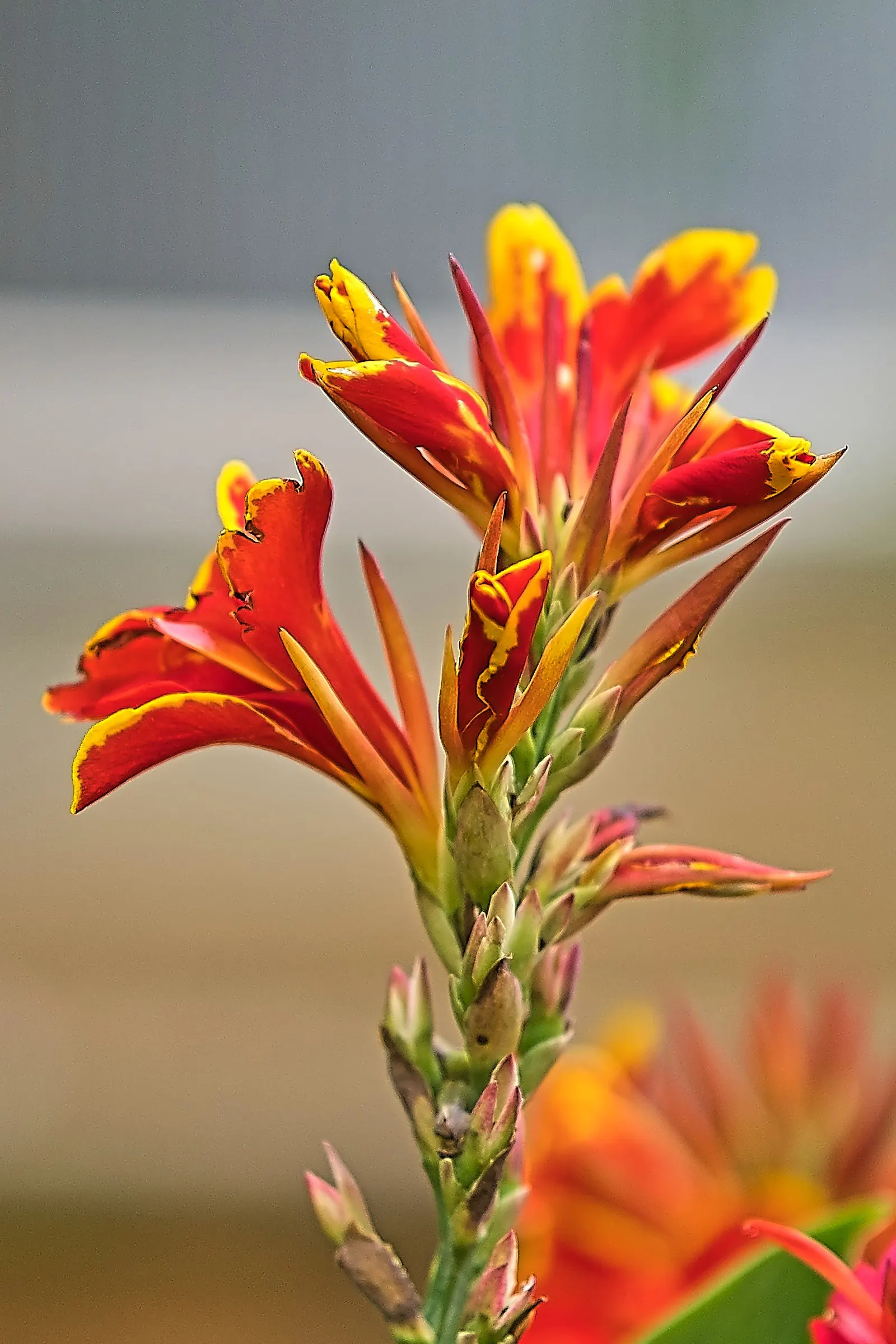 Red Canna Lily (Canna 'Red') — The plant thrives in full to partial sun, image 88