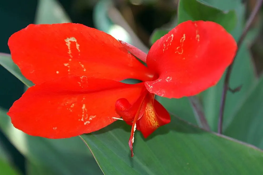 Red Canna Lily (Canna 'Red') — with a spread of approximately 1.5 to 2 feet; this stunning plant boasts broad