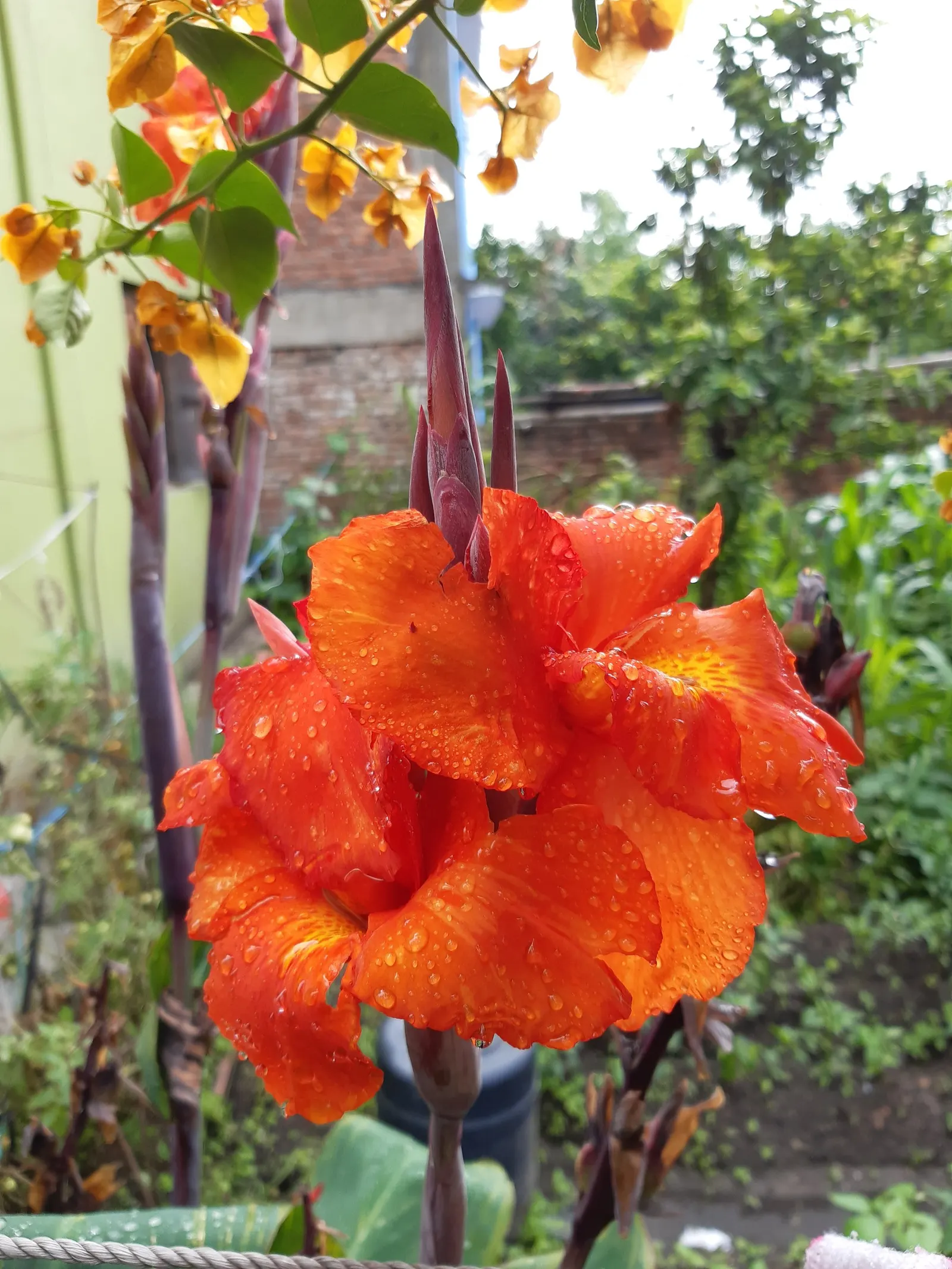 Red Canna Lily (Canna 'Red') — Clients will appreciate that while it's low maintenance