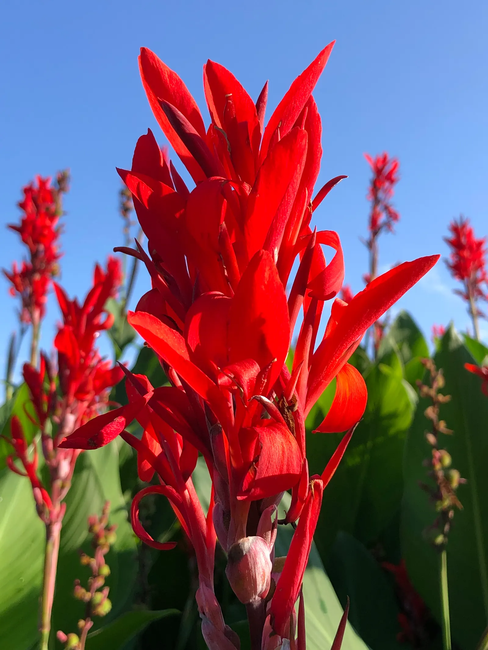 Red Canna Lily (Canna 'Red') — Ideal in USDA zones 7-10, it thrives in full sun and requires moist, well-drained soil