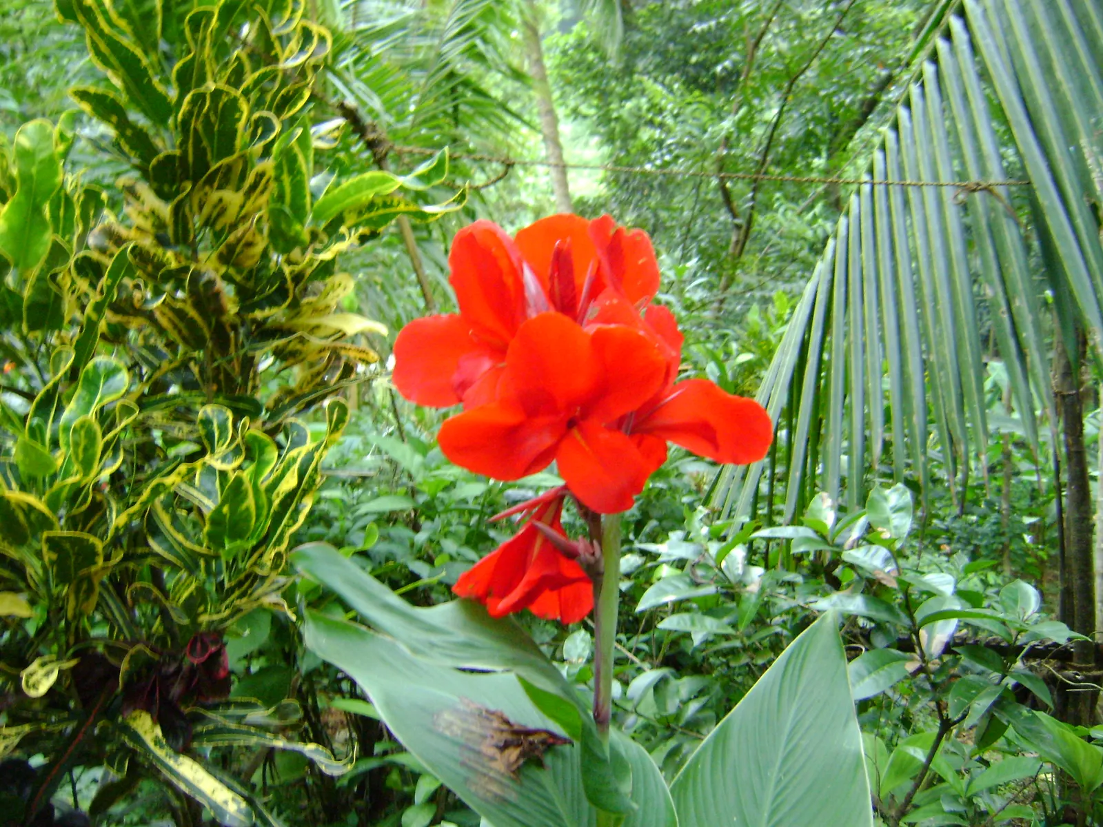Red Canna Lily (Canna 'Red') — Standing tall at about 3 to 4 feet in height; ideal in USDA zones 7-10, it thrives in full sun and requires moist, well-drained