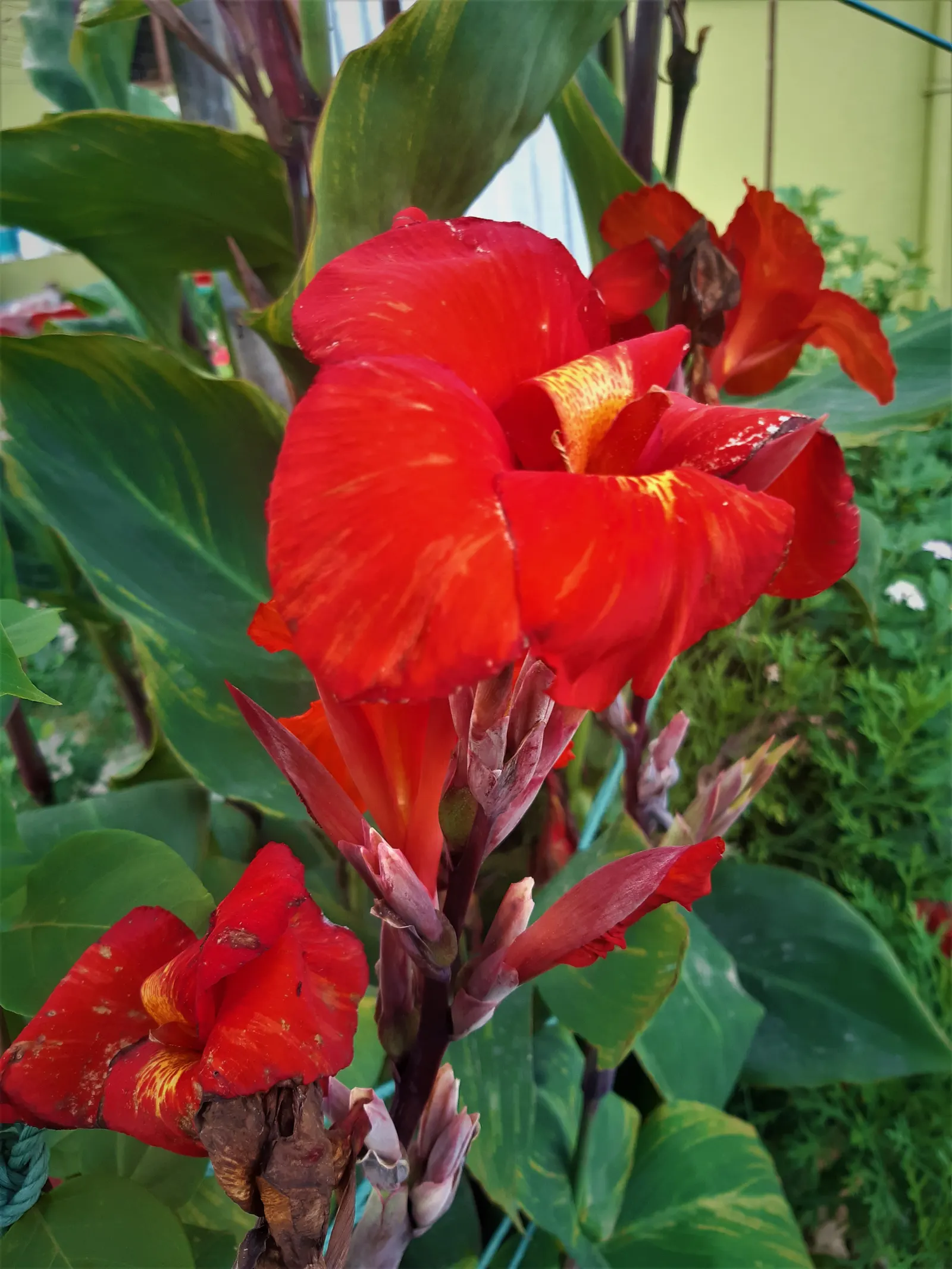 Red Canna Lily (Canna 'Red') — in areas with colder climates