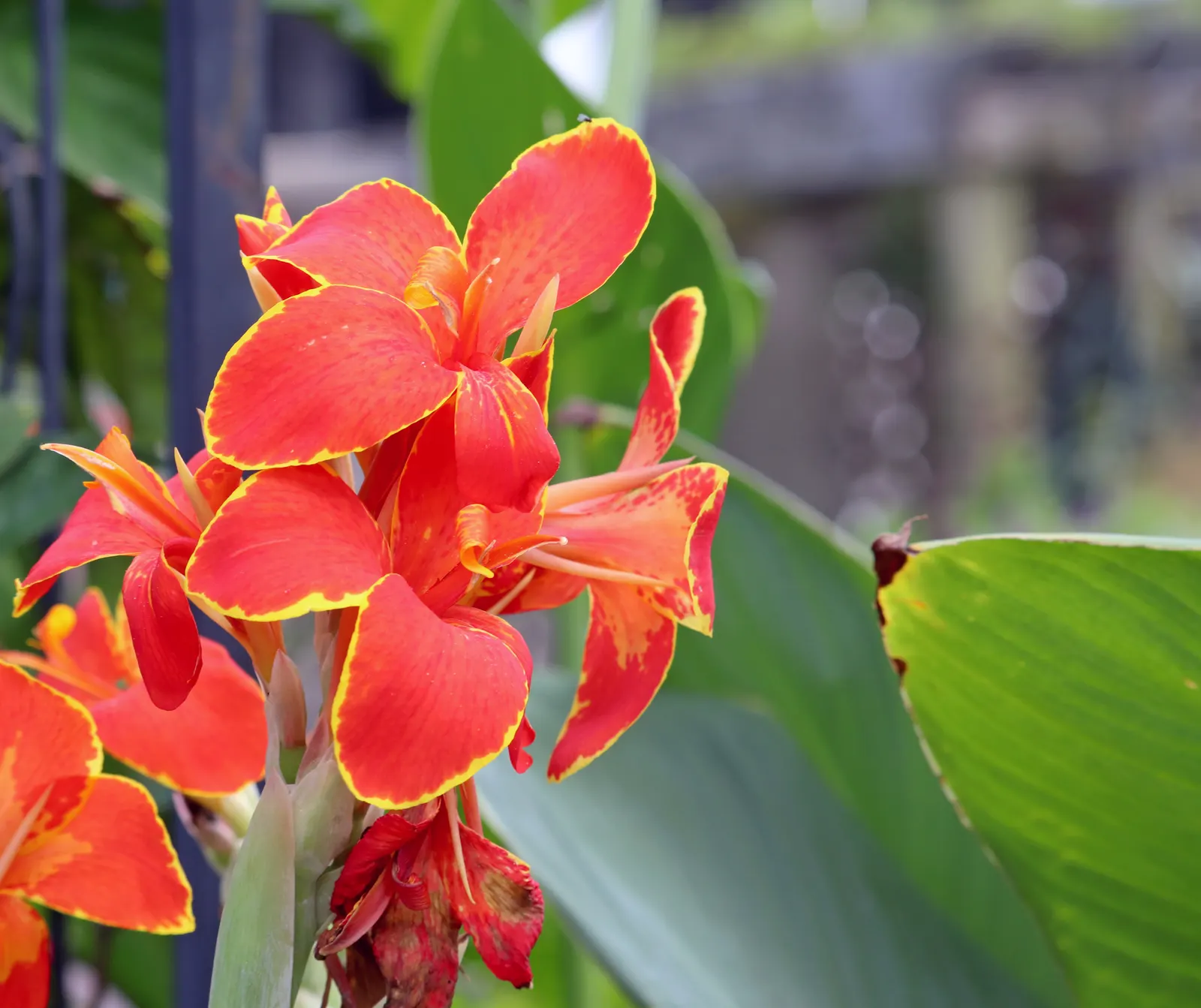 Red Canna Lily (Canna 'Red') — The showy blooms, measuring up to 4 to 6 inches across, can be deadheaded to promote further flowering; blooms from, image 87