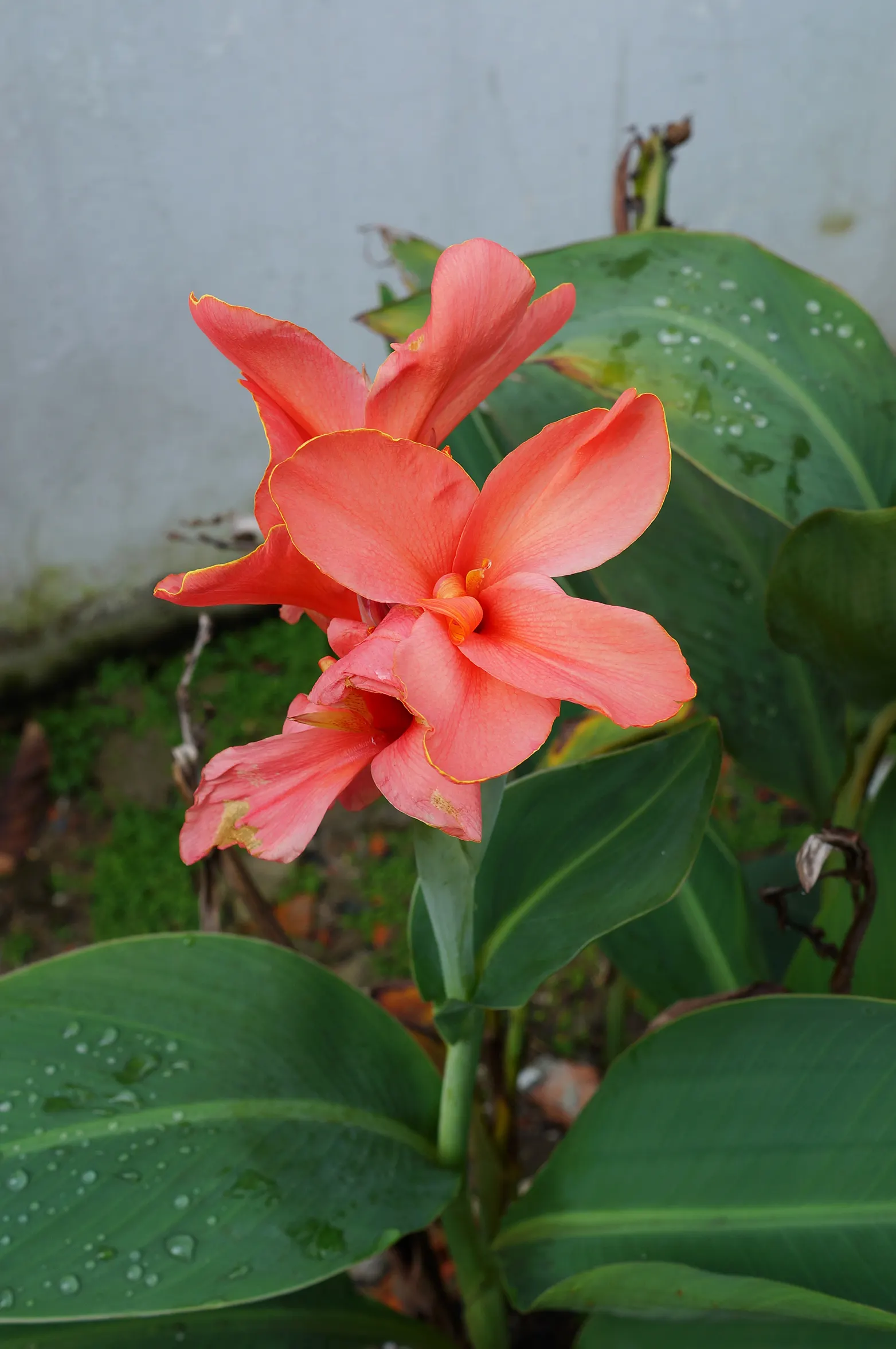 Red Canna Lily (Canna 'Red') — this stunning plant boasts broad