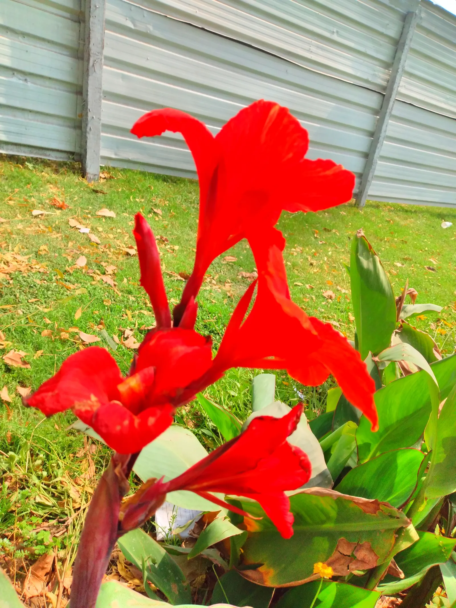 Red Canna Lily (Canna 'Red') — or even positioned in containers; with a spread of approximately 1.5 to 2 feet