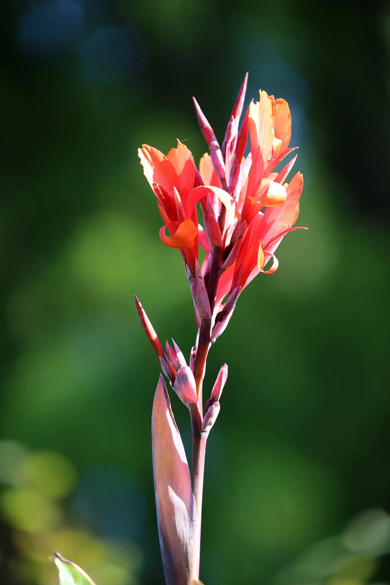 Red Canna Lily (Canna 'Red') — is a vibrant and lush perennial that adds a touch of the tropics to any landscape design; the rhizomes can be lifted and stored