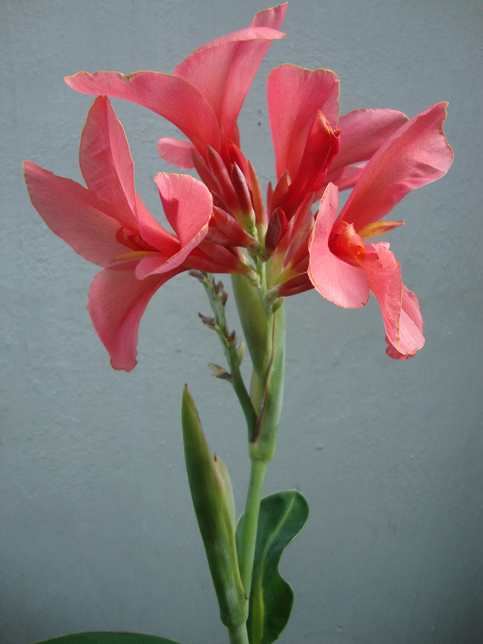 Red Canna Lily (Canna 'Red') — fiery red blossoms atop robust stalks reaching 3-4 feet in height