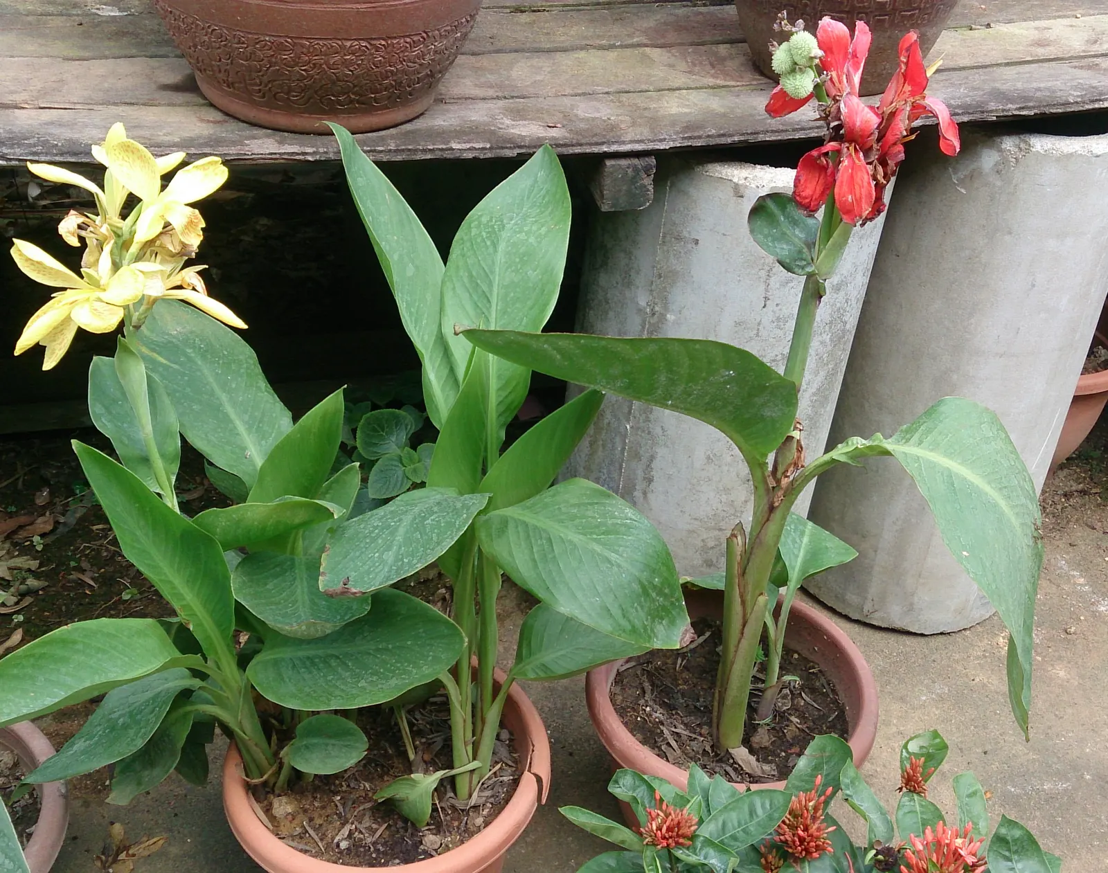 Red Canna Lily (Canna 'Red') — The showy blooms, measuring up to 4 to 6 inches across, can be deadheaded to promote further flowering
