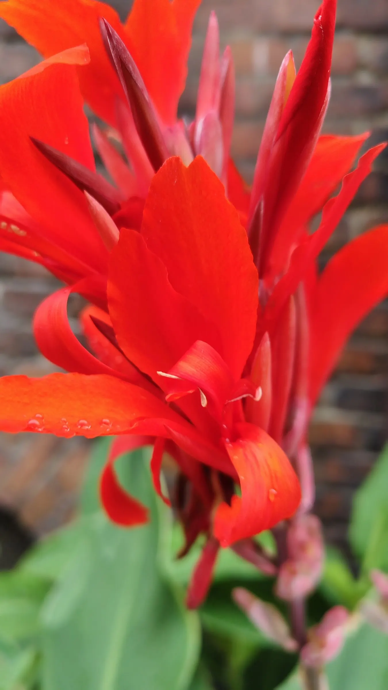 Red Canna Lily (Canna 'Red') — which make a dramatic statement from midsummer until the first frost; perennial with red blooms, image 86