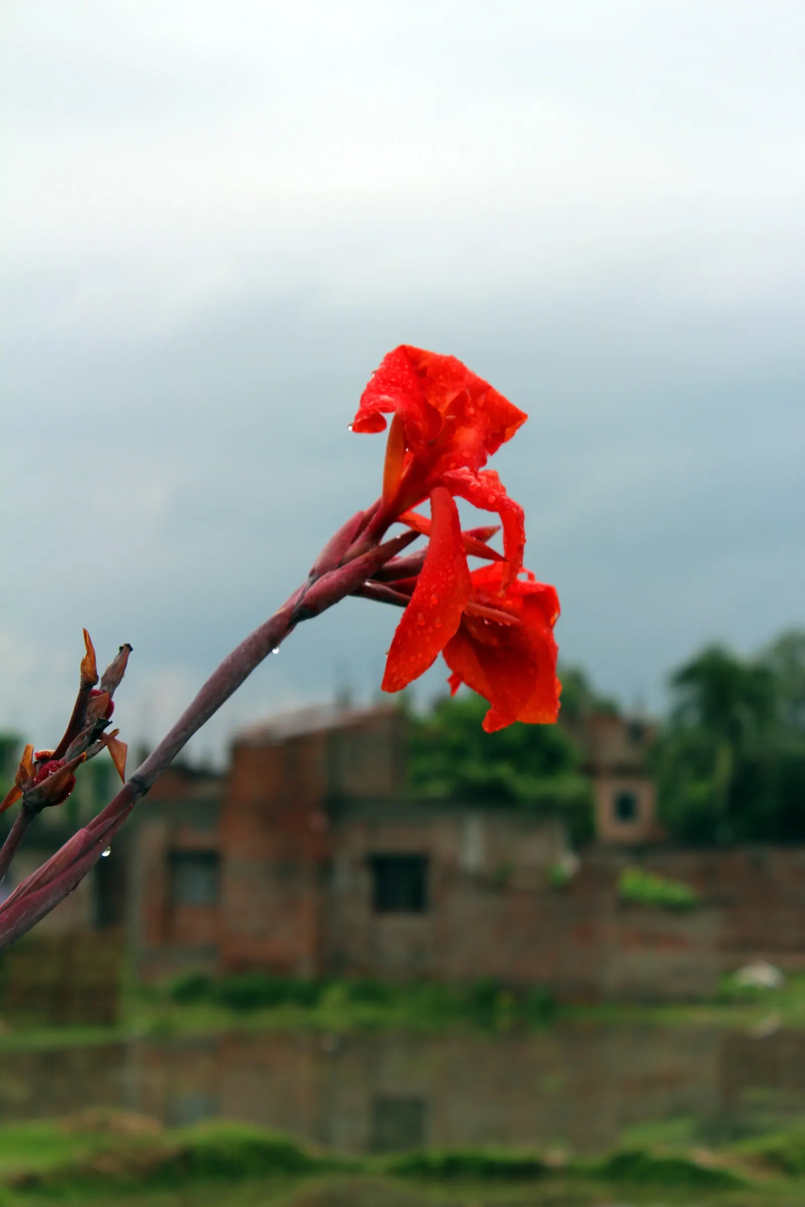 Red Canna Lily (Canna 'Red') — moist soil with good drainage.<br><br>For the landscape designer; fiery red blossoms atop robust stalks reaching 3-4, image 90