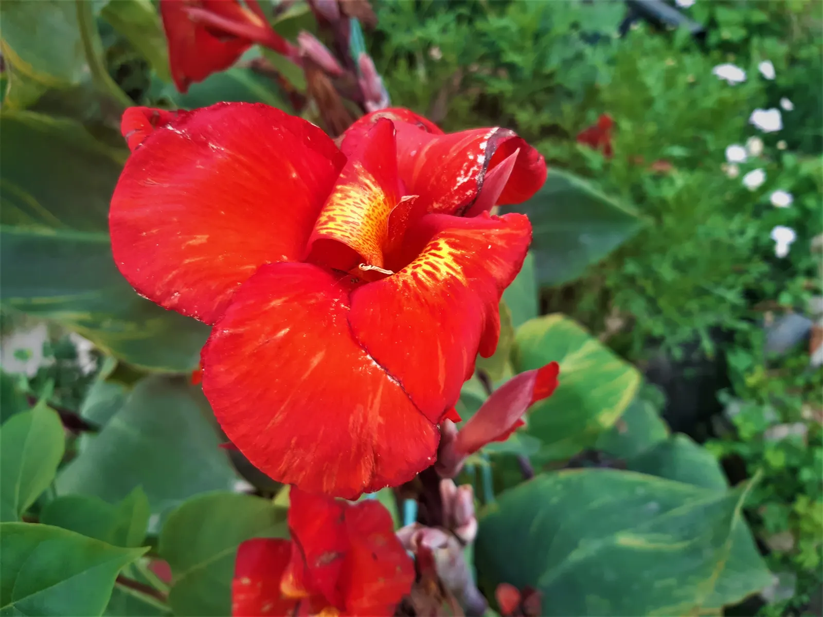 Red Canna Lily (Canna 'Red') — The Red Canna Lily (Canna 'Red') commands attention with its bold